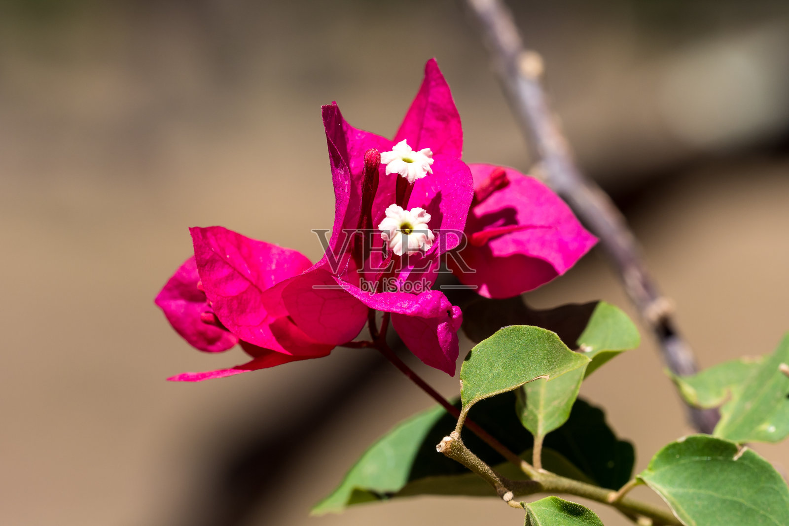 老挝南部卧佛寺的鲜花。照片摄影图片