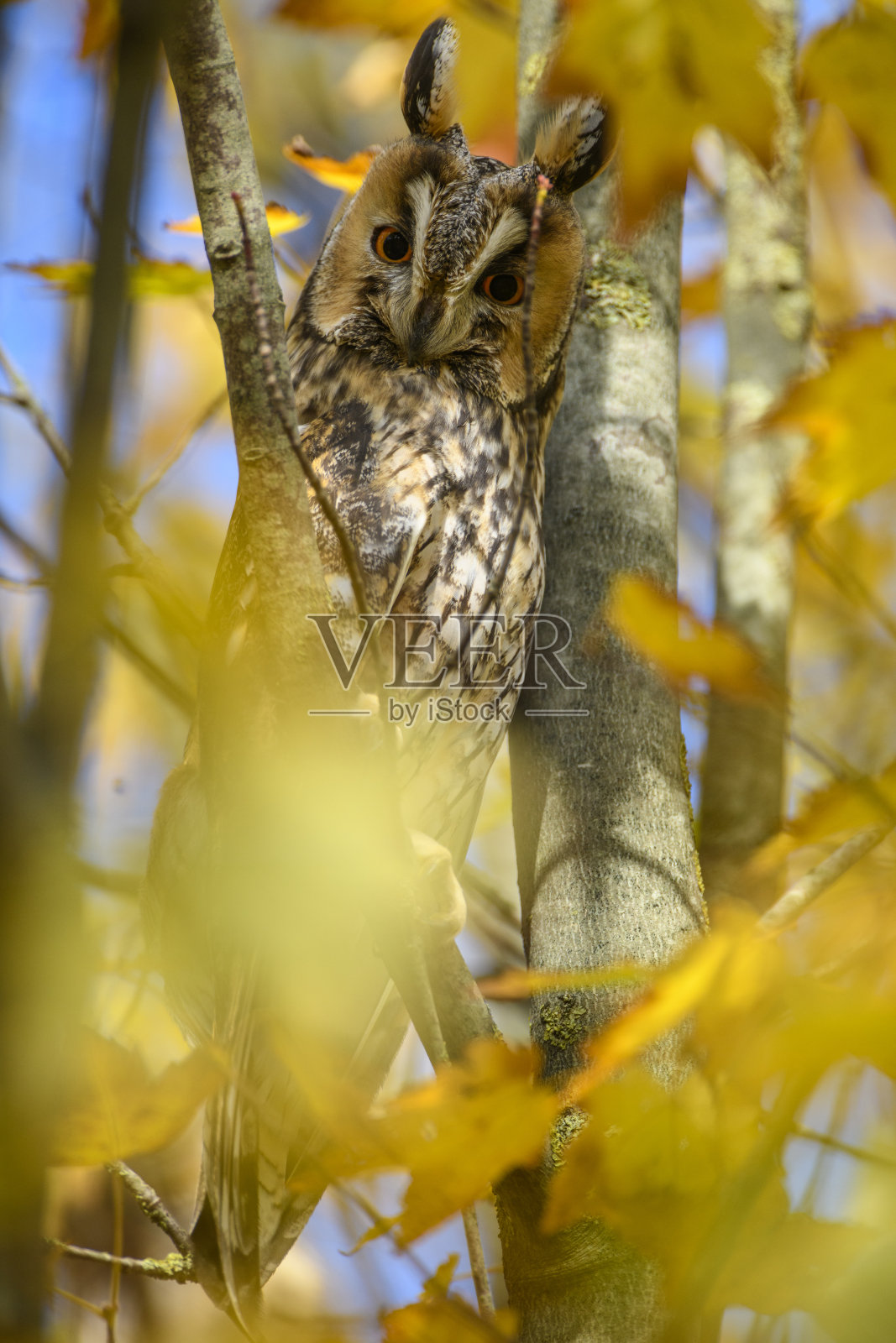 秋天的一天，长耳猫头鹰(Asio otus)高高地坐在有黄色叶子的树上。照片摄影图片