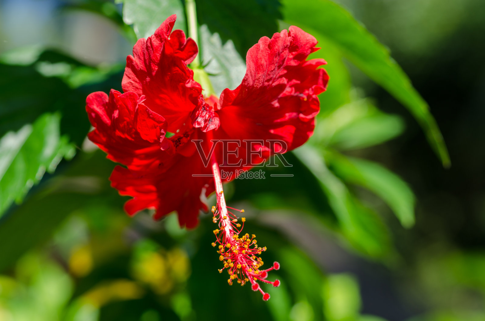 印度尼西亚的芙蓉花-中国玫瑰照片摄影图片