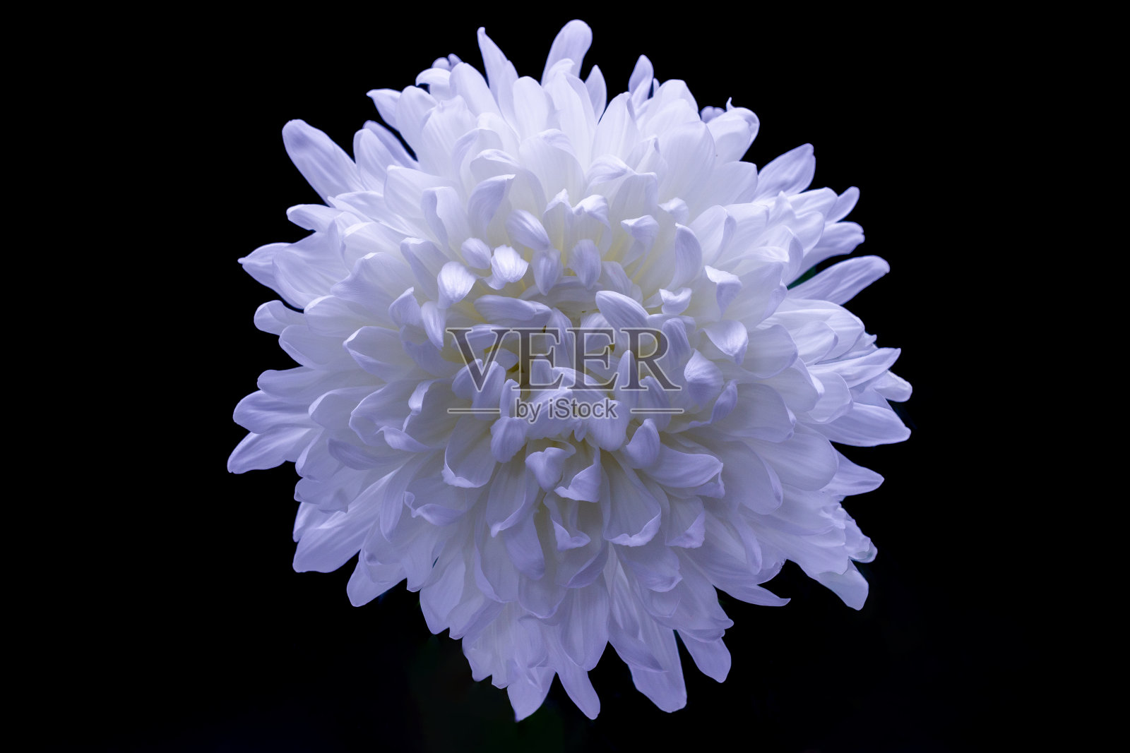 精致的白色菊花微距照片在一个黑暗的背景照片摄影图片