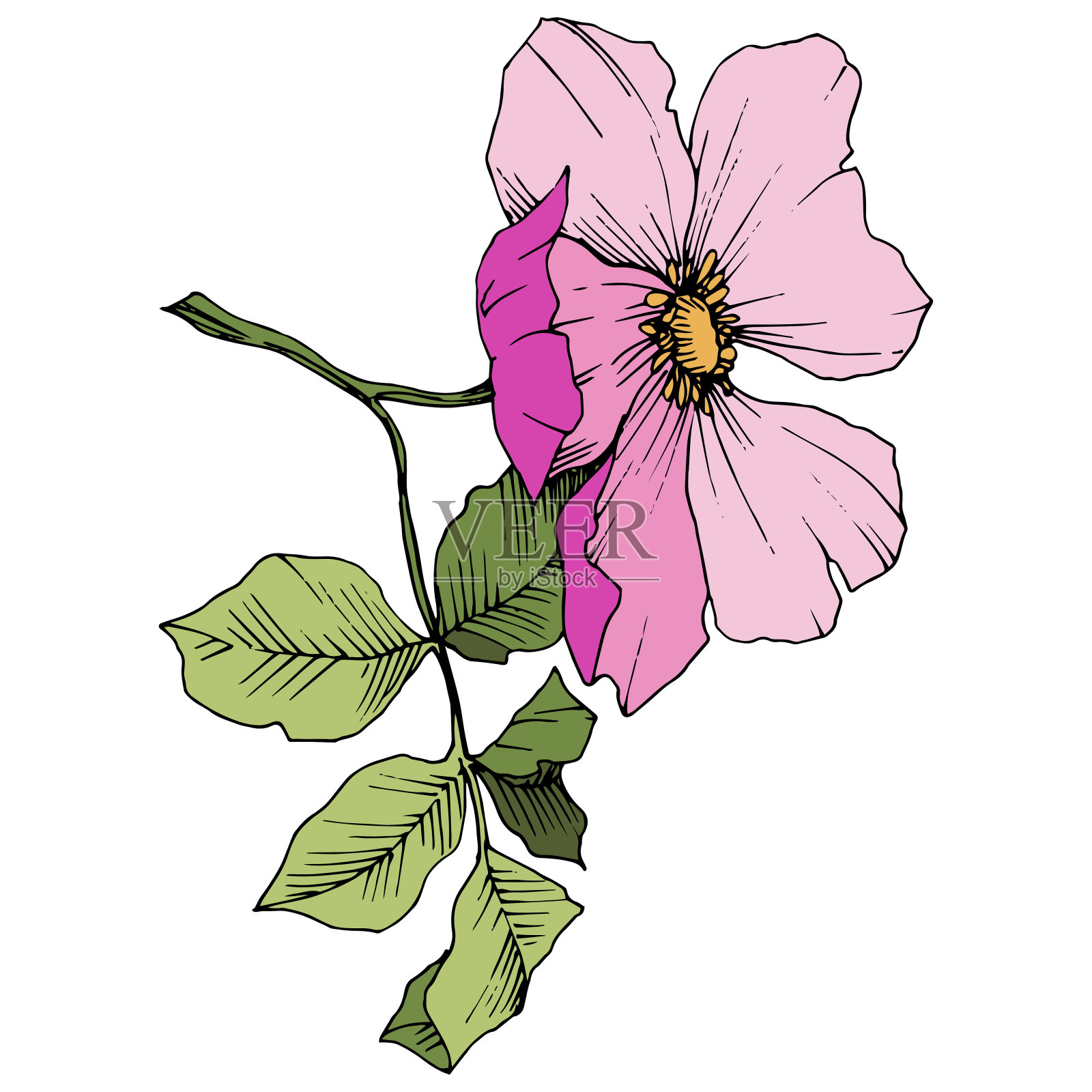 野蔷薇犬科在一个载体风格孤立。粉红色的雕刻水墨艺术。插画图片素材