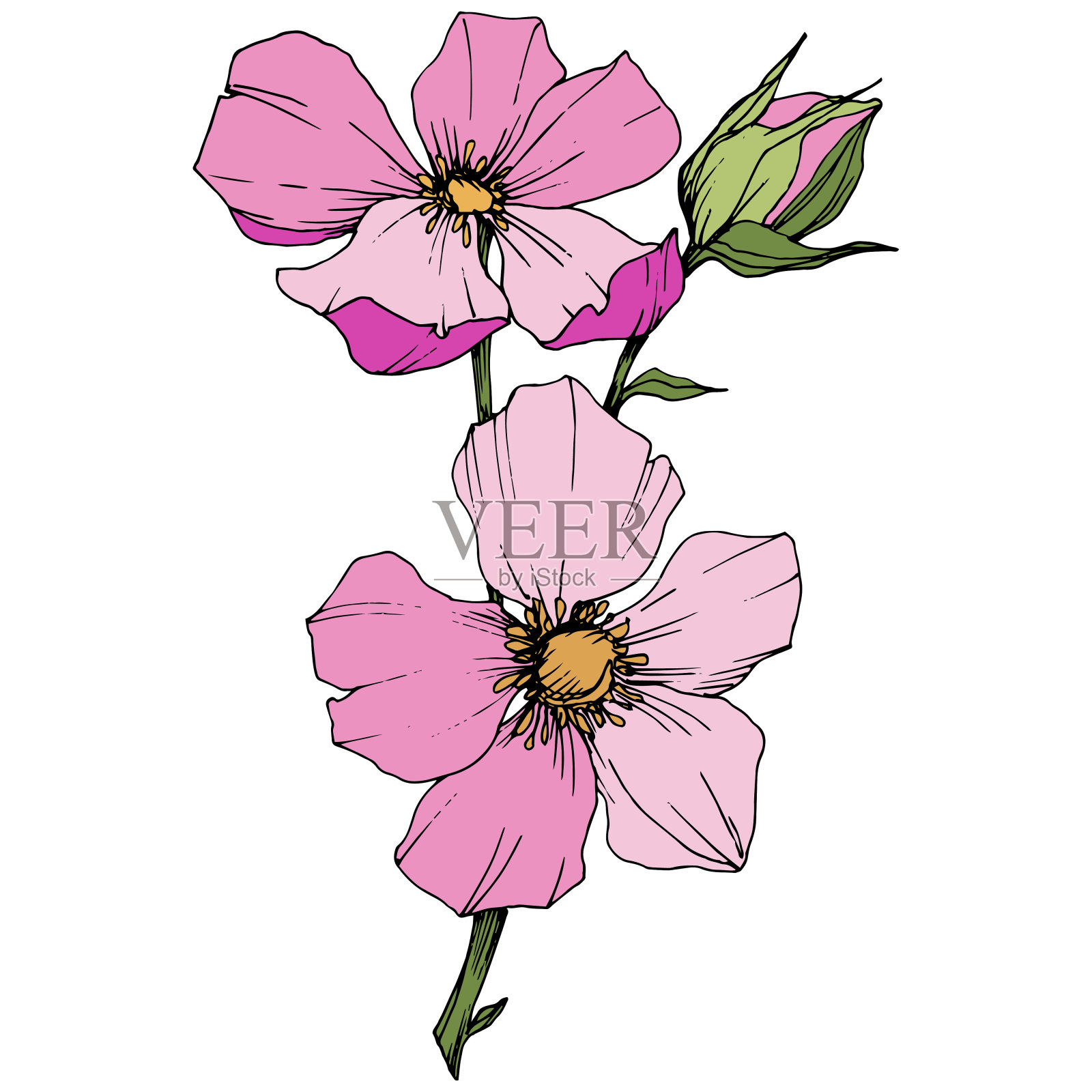 野蔷薇犬科在一个载体风格孤立。粉红色的雕刻水墨艺术。插画图片素材