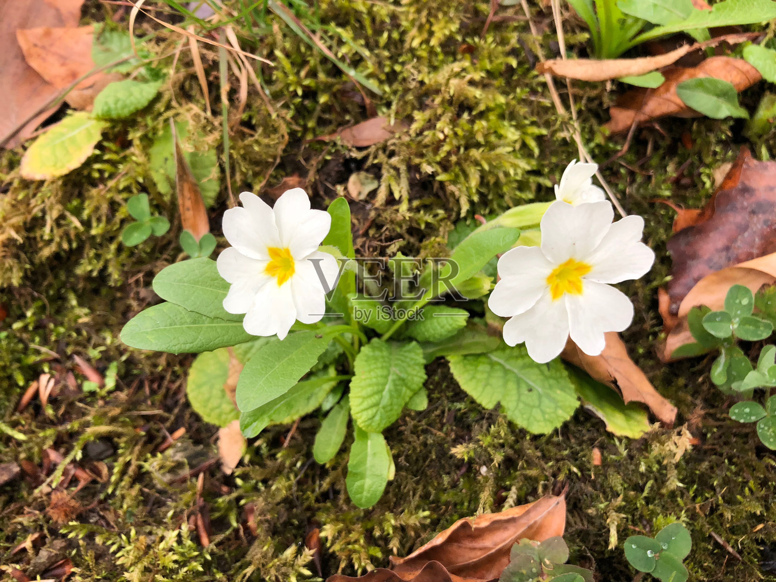冬季土壤中生长的一对寻常报春花照片摄影图片