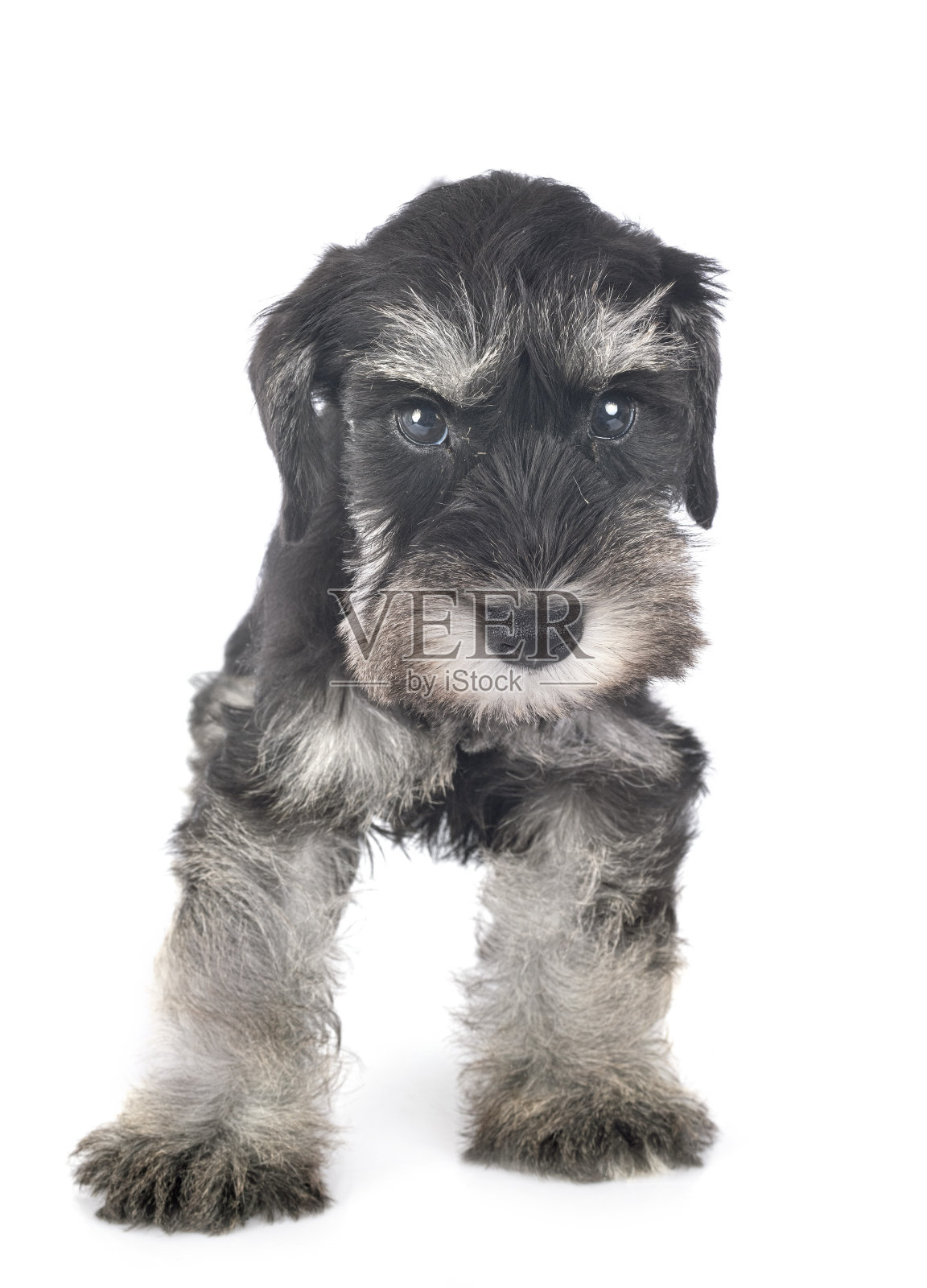 小狗迷你雪纳瑞照片摄影图片