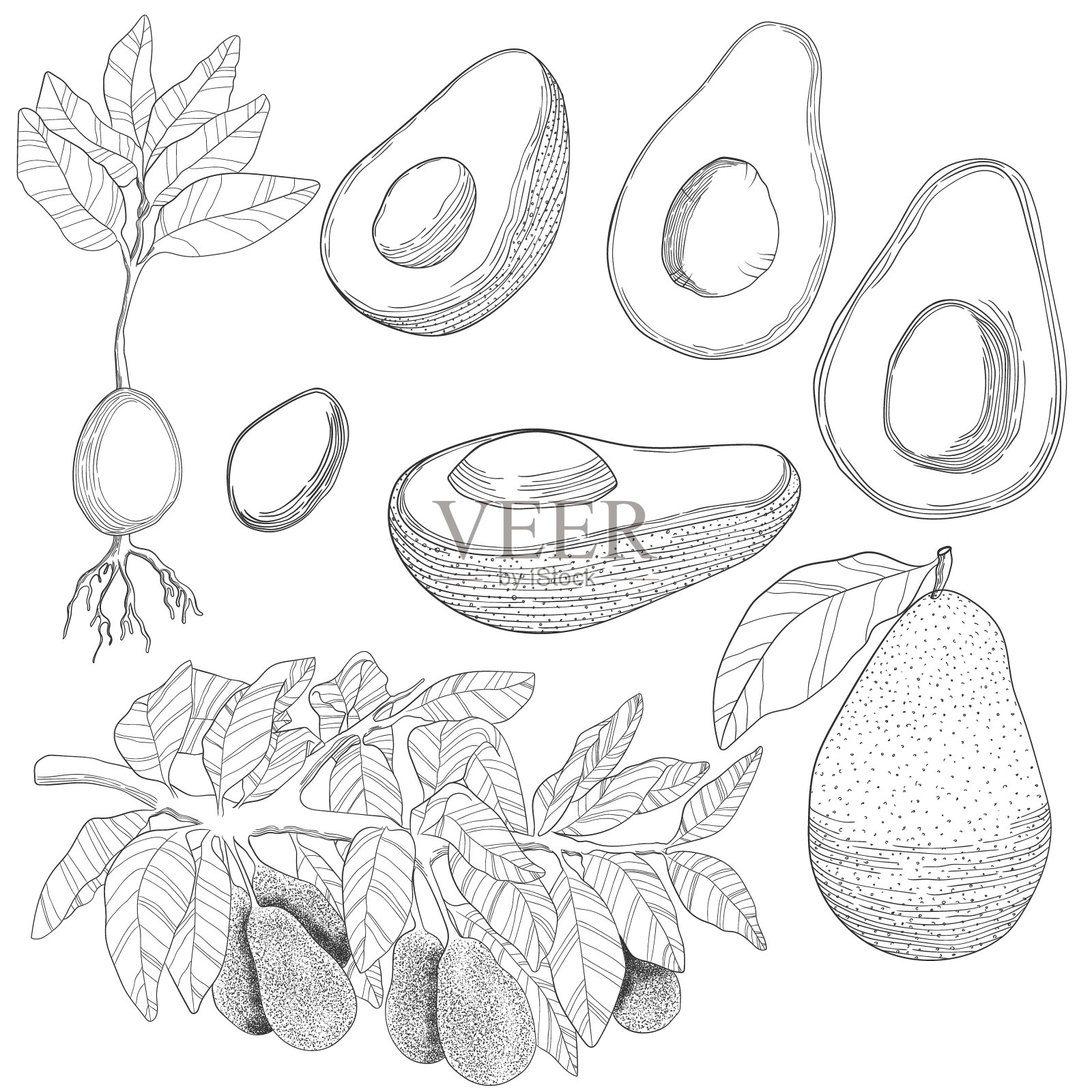 向量手绘鳄梨收集。分枝有叶和鳄梨，种子，嘴，整个鳄梨，一半有种子和没有在素描风格。线条艺术的自然健康食品。插画图片素材
