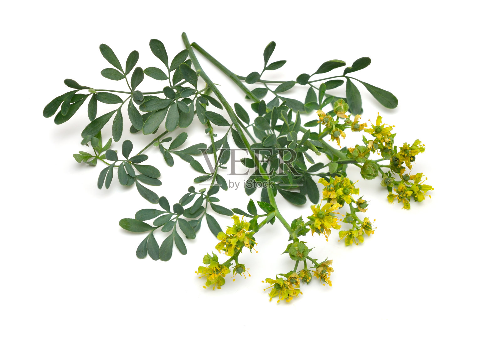 芸香俗称芸香或芸香。在白色背景上隔离照片摄影图片