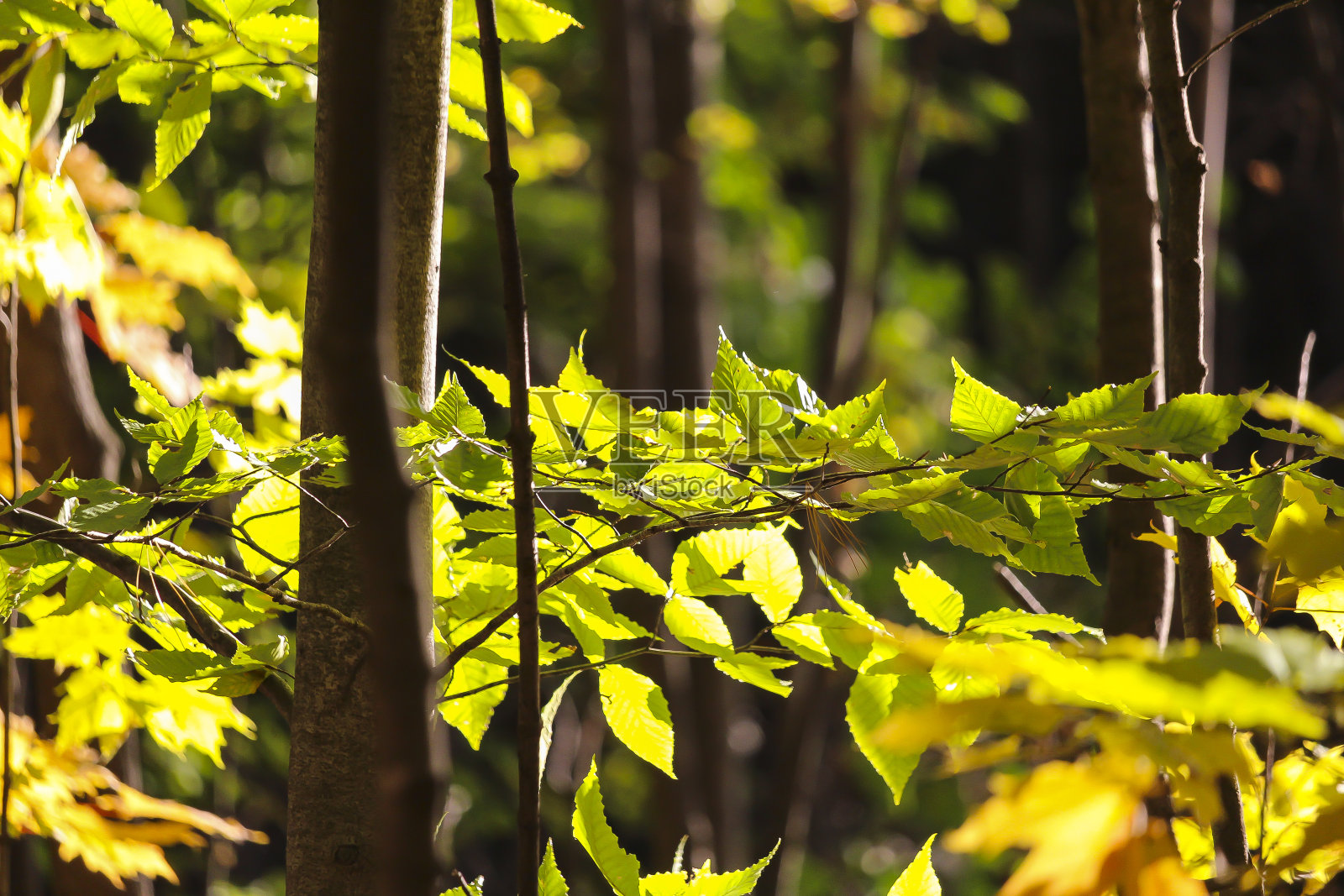 秋天五颜六色美丽的枫叶照片摄影图片