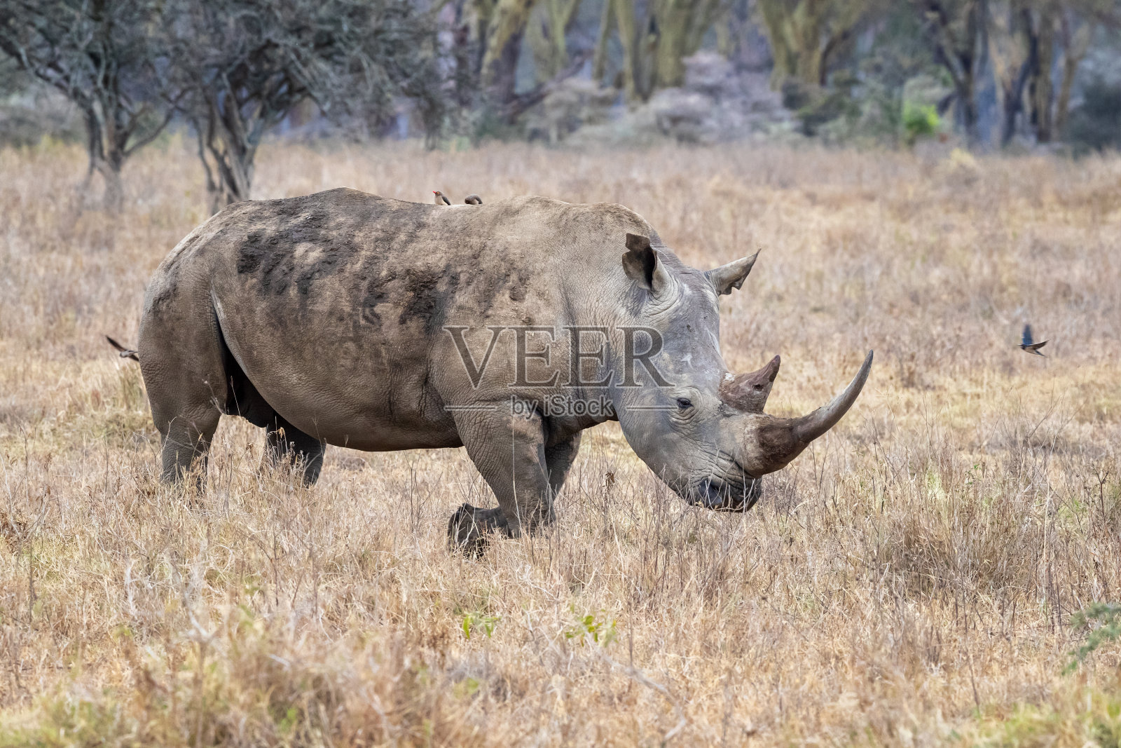 纳库鲁湖国家公园里行走的雌性白犀牛照片摄影图片