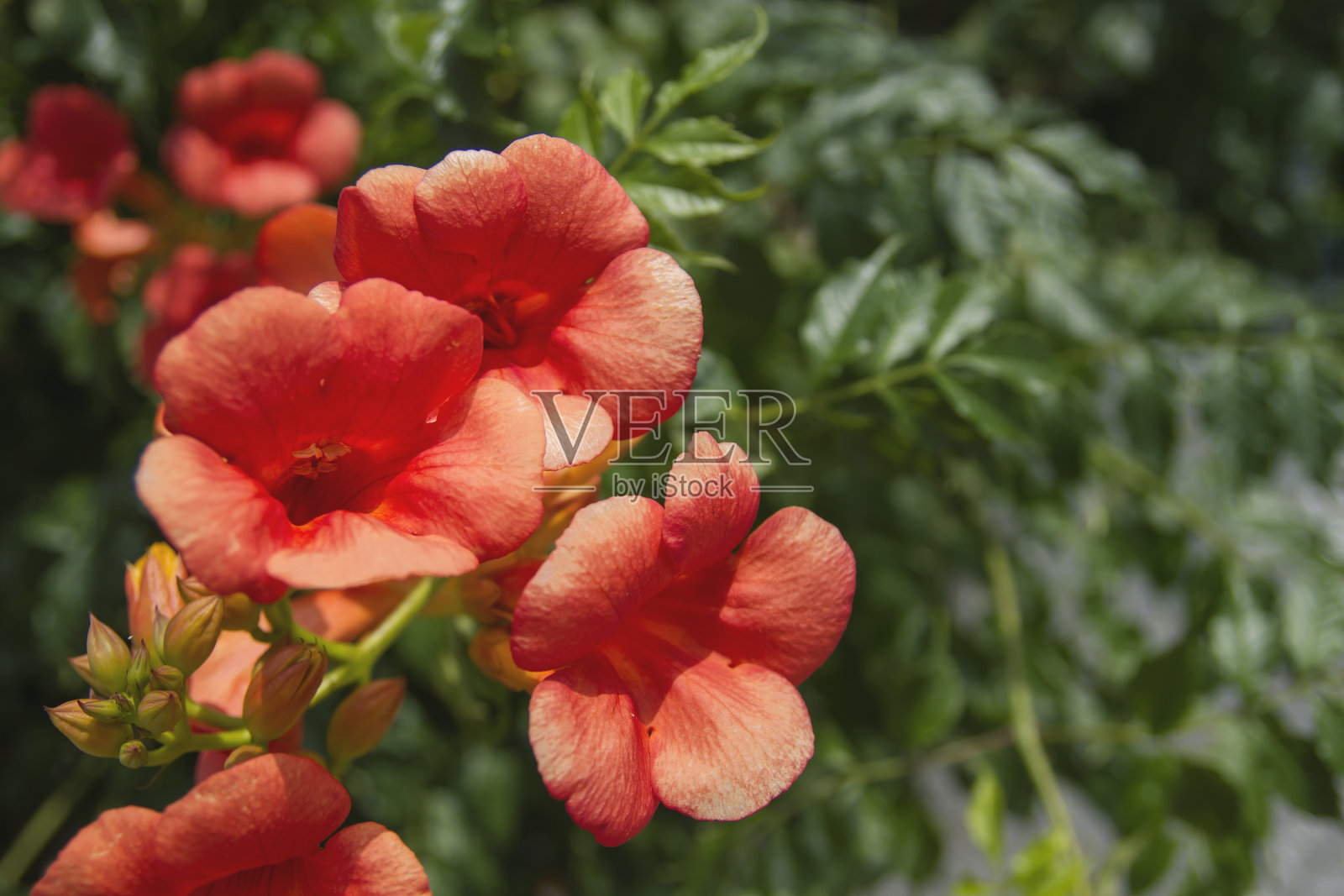 喇叭藤开着鲜红色的花照片摄影图片
