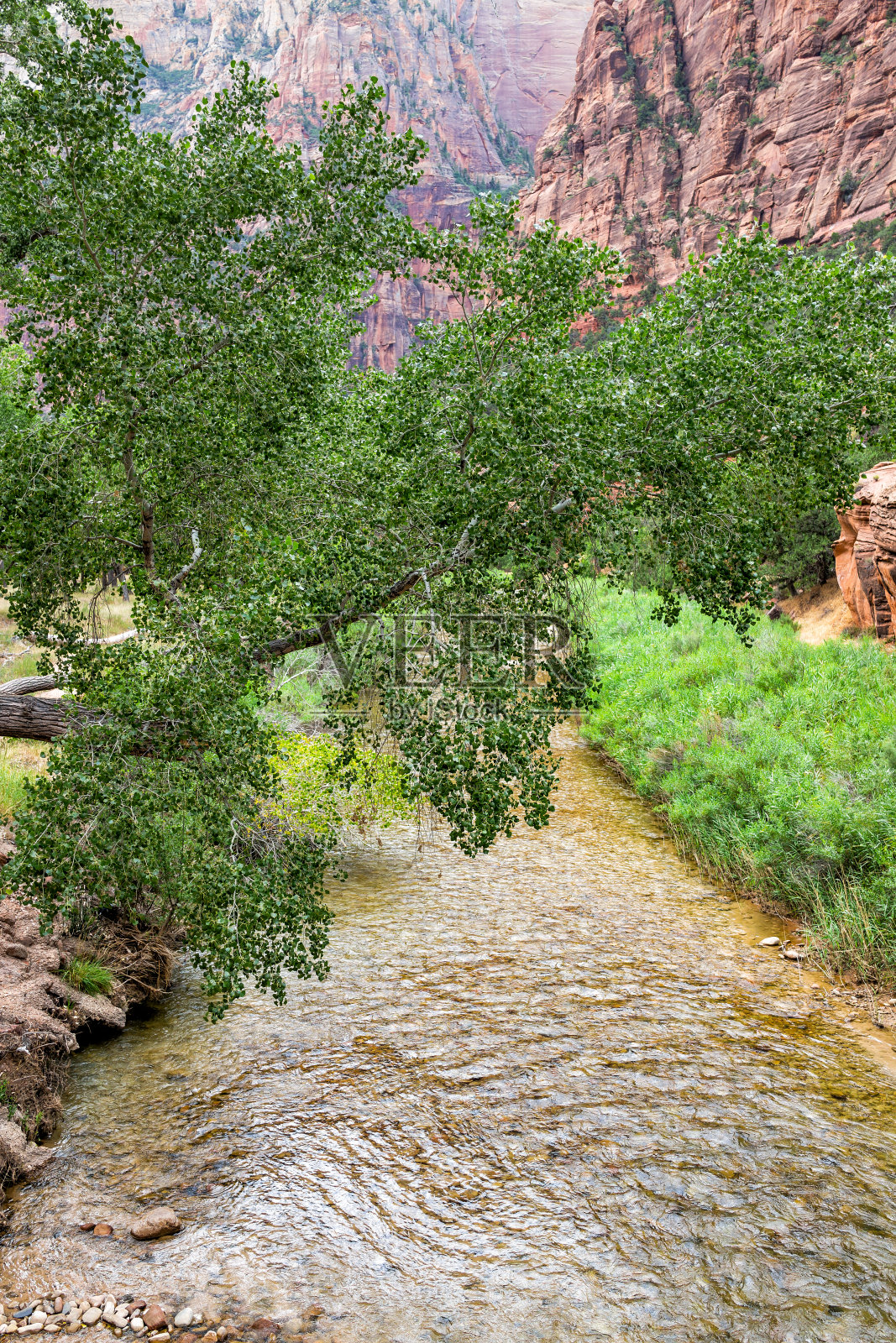 锡安国家公园在犹他州与高角度的维珍河水与绿树植物从桥附近的天使的着陆小径照片摄影图片