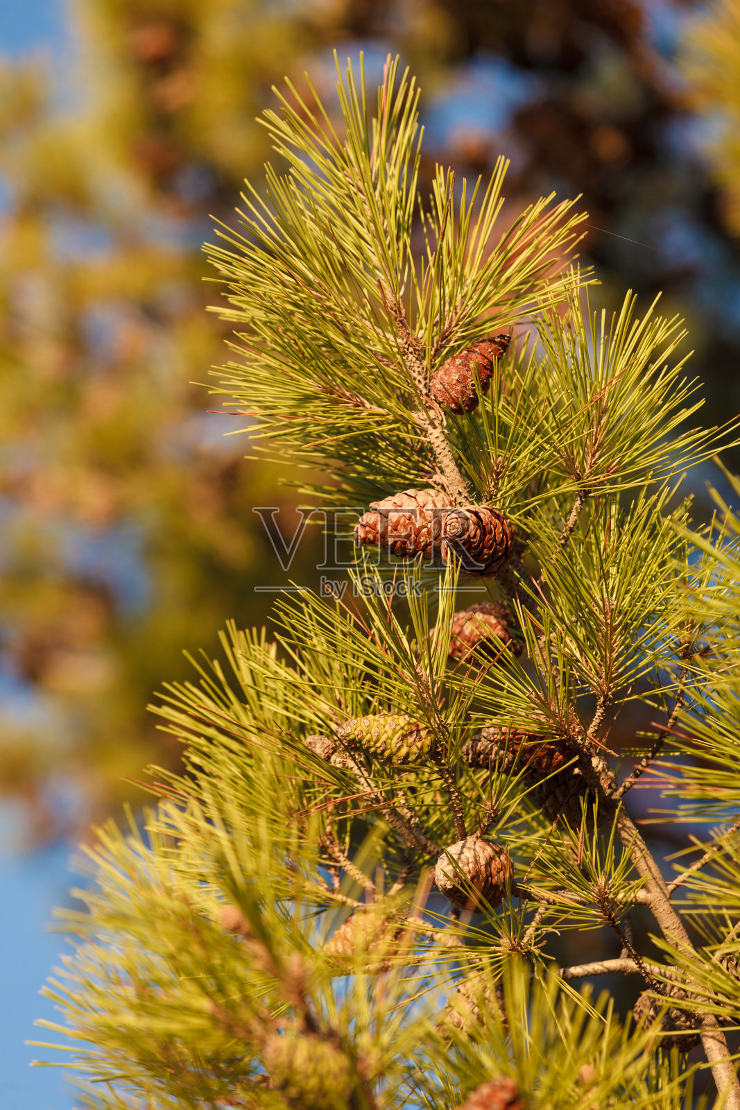 松果在针叶树上照片摄影图片
