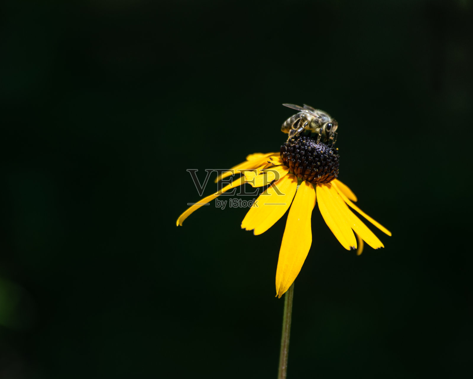 蜜蜂。照片摄影图片