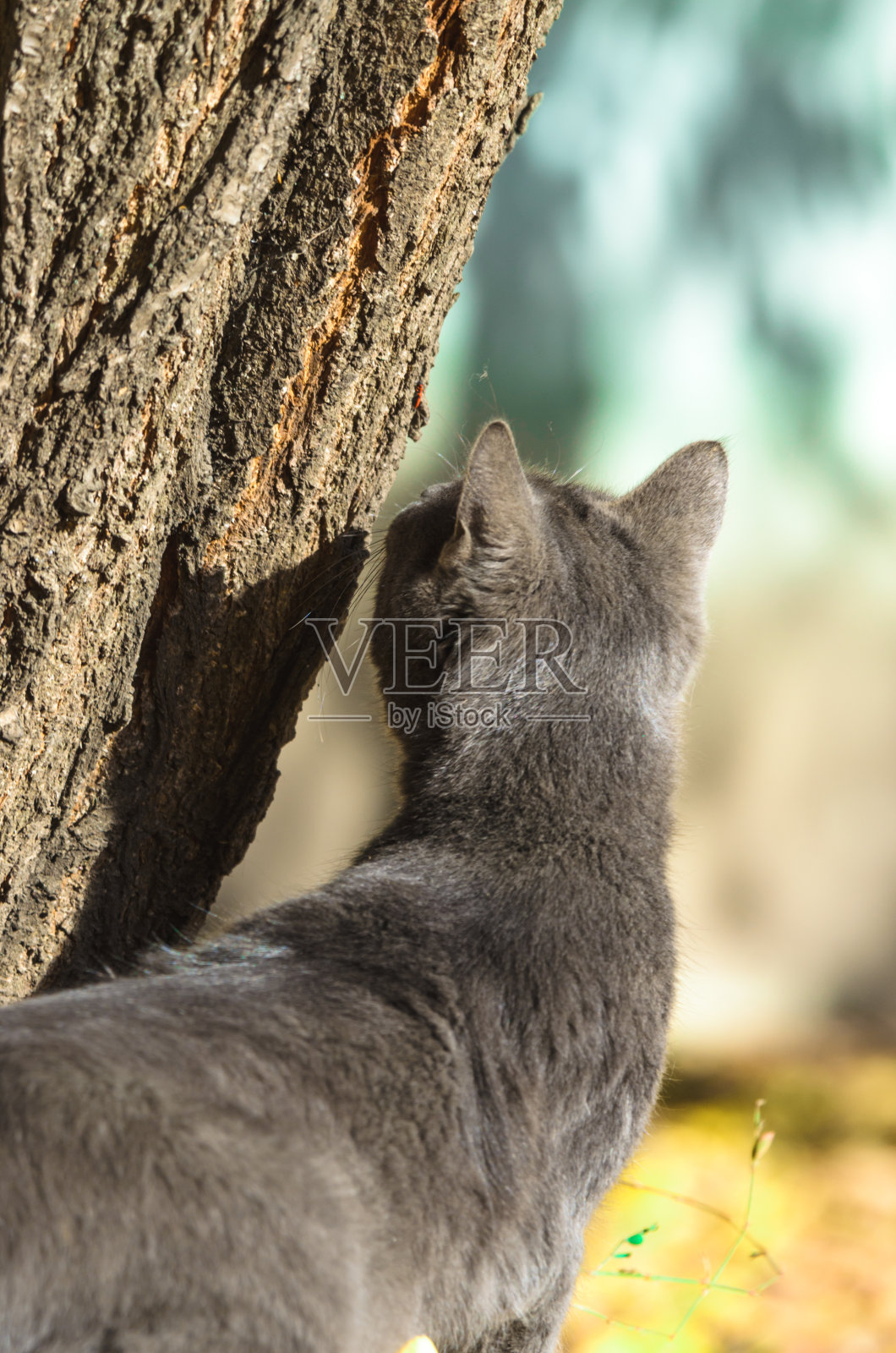 灰猫正在看树上的一只昆虫照片摄影图片