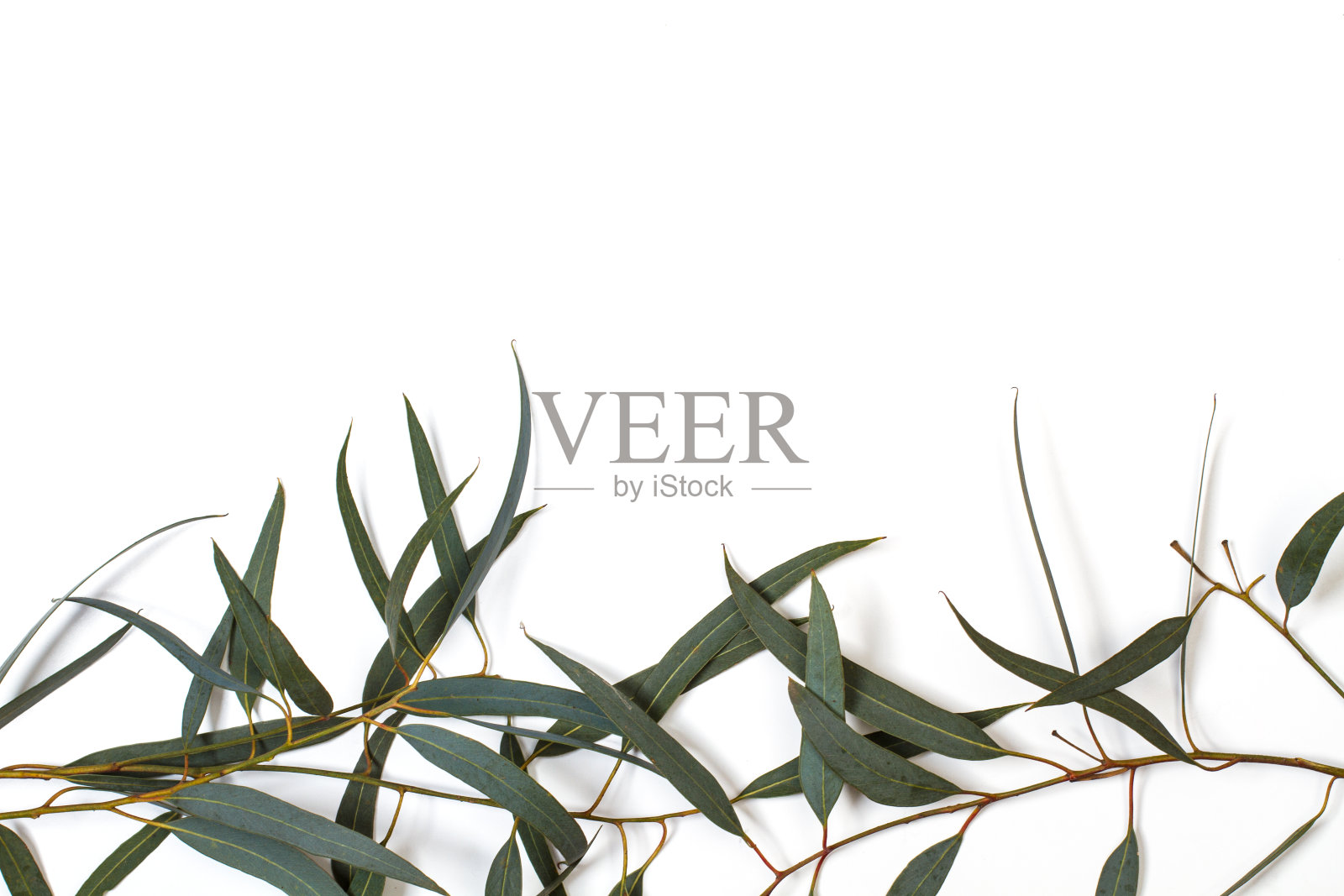 桉树的叶子在白色的背景上照片摄影图片