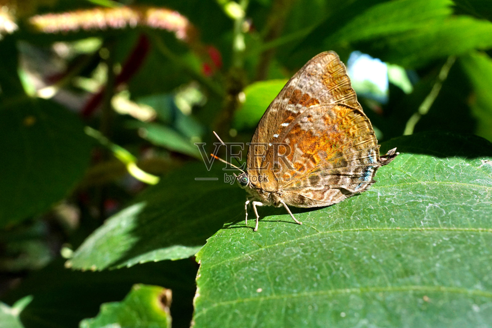 叶子上的蝴蝶照片摄影图片