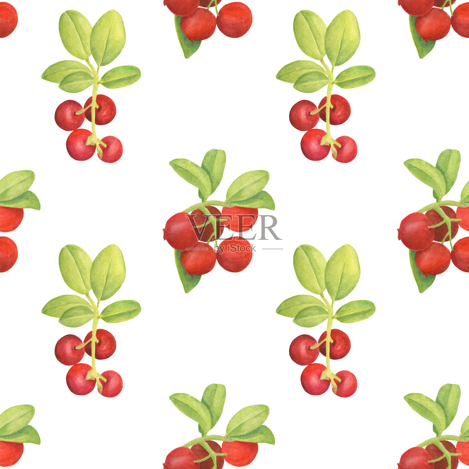 水彩越橘无缝图案。手工绘制的树枝与红色浆果和树叶在白色的背景插画图片素材