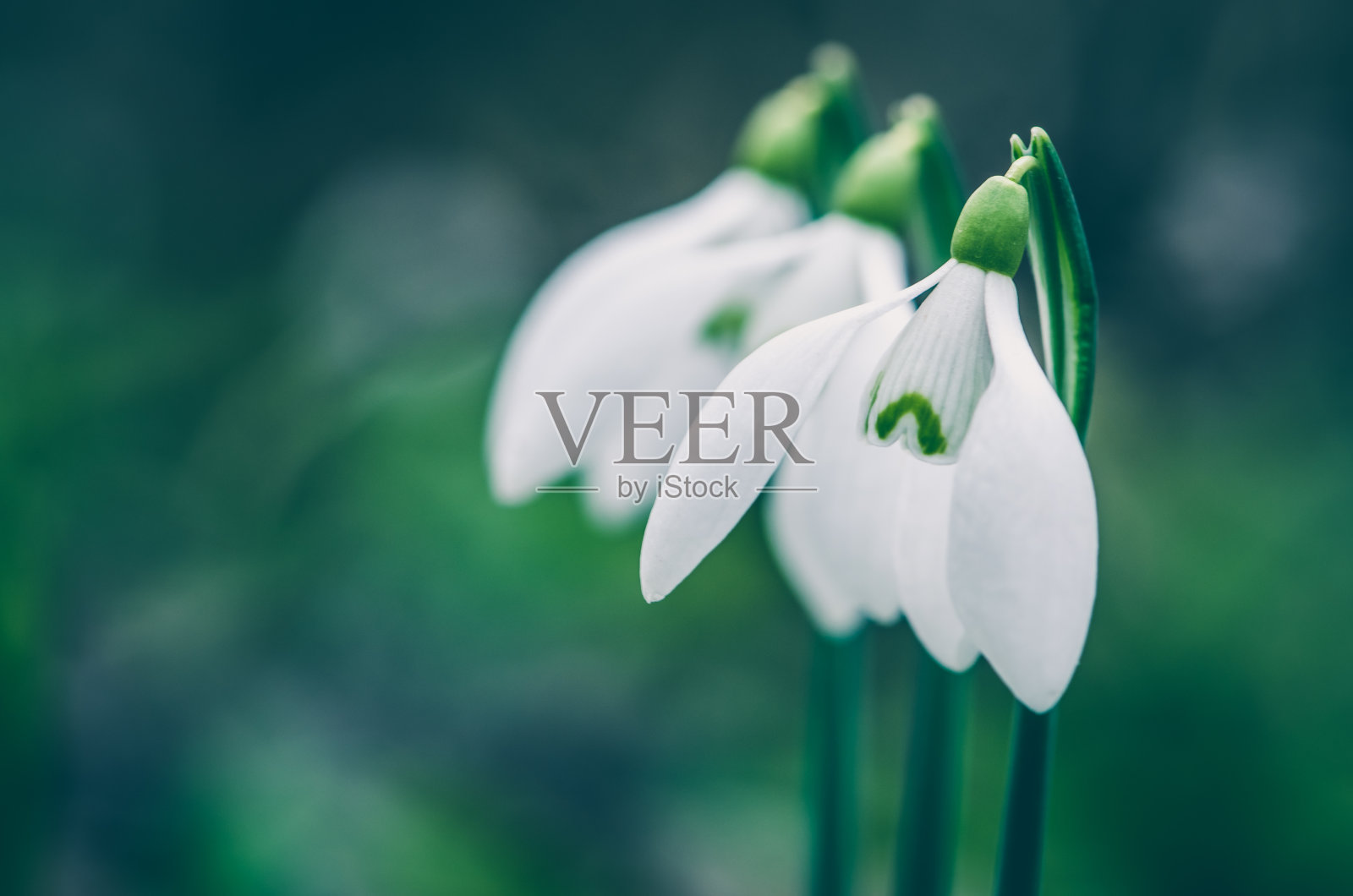 美丽的雪花莲花照片摄影图片