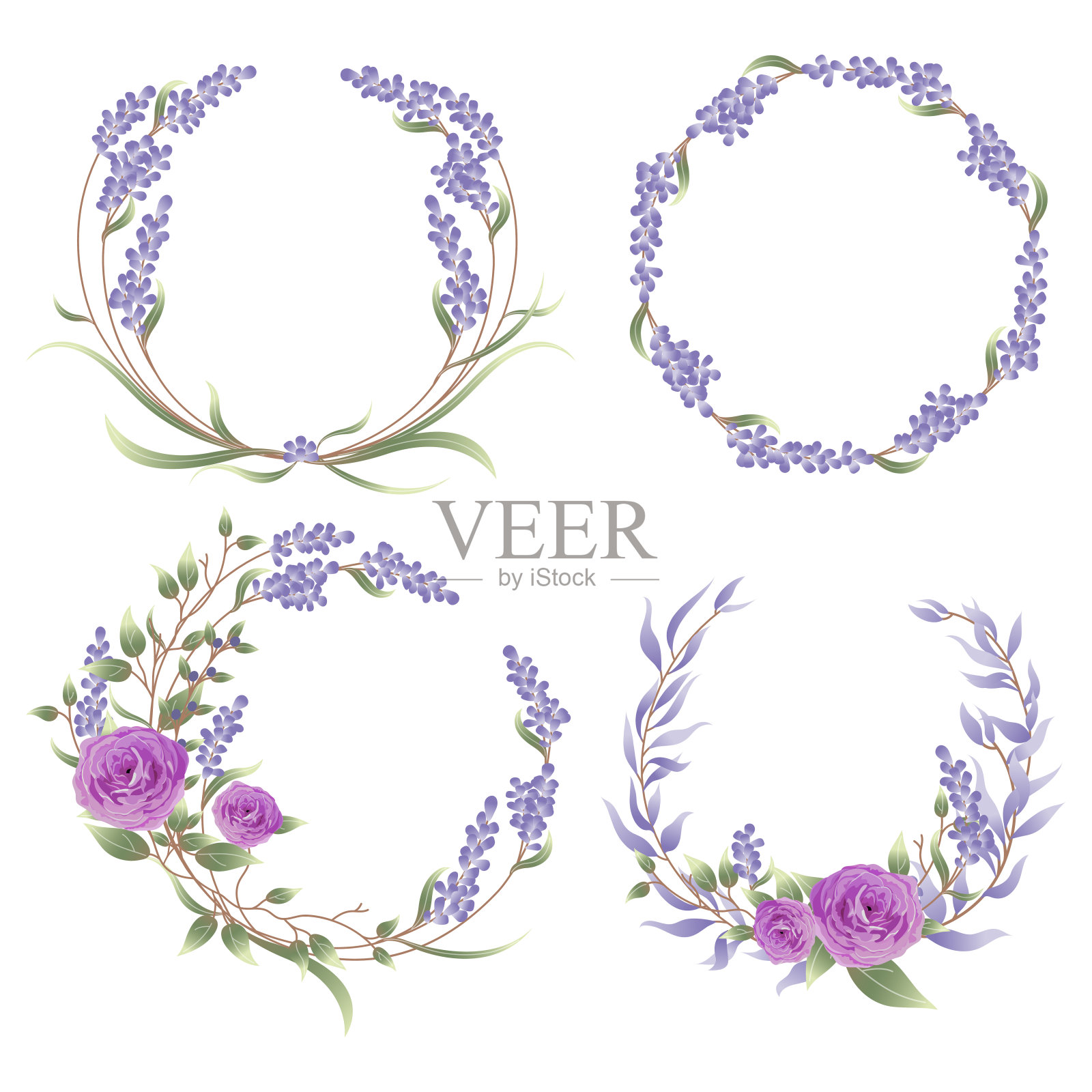 薰衣草和玫瑰花架。插画图片素材