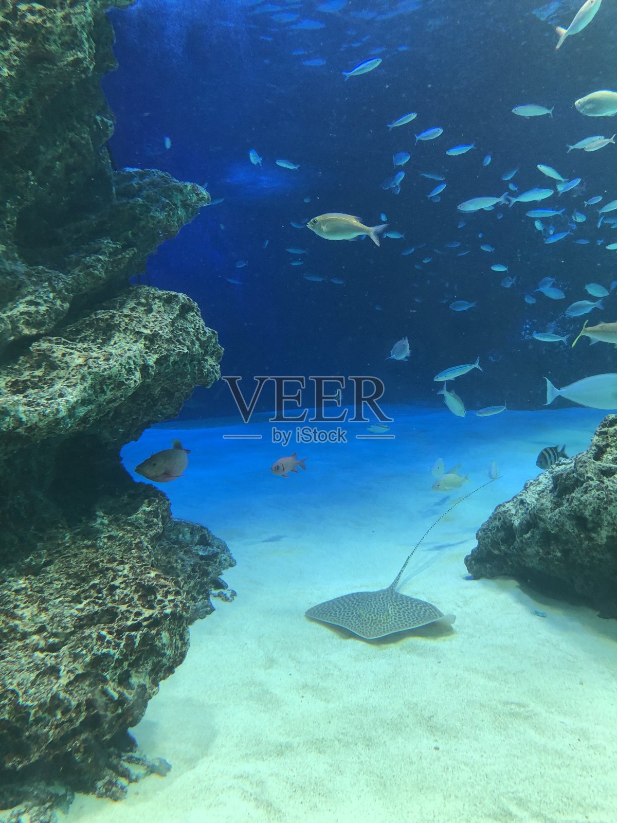 阳光水族馆照片摄影图片