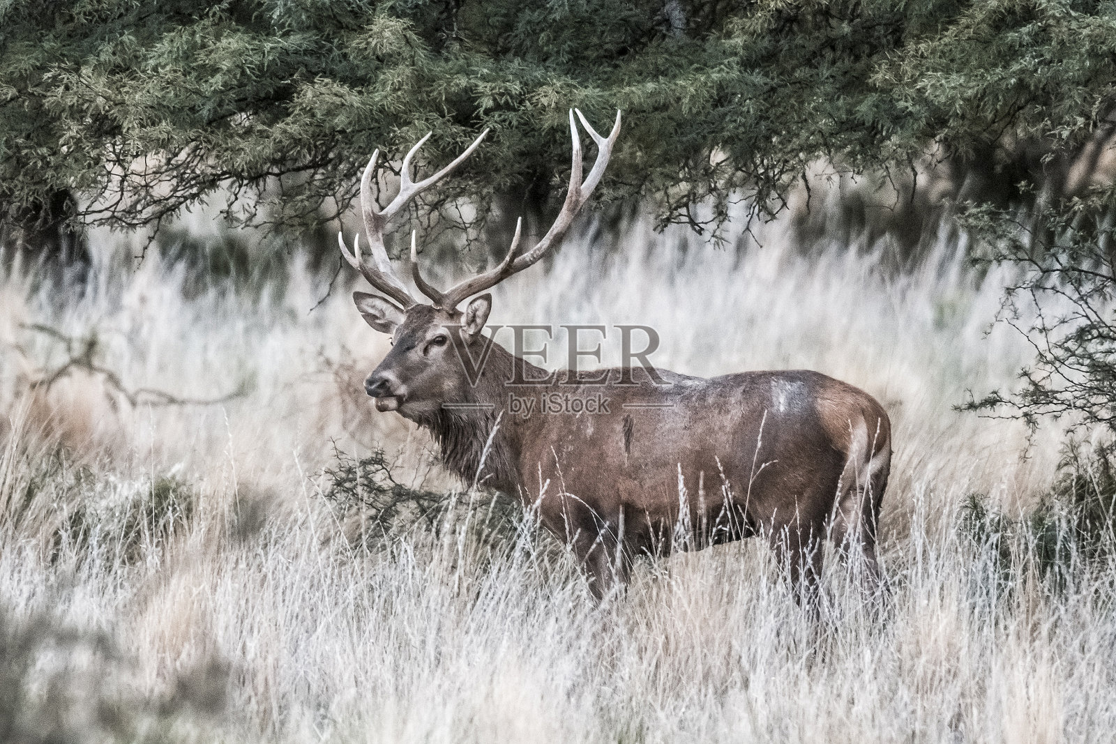 鹿照片摄影图片