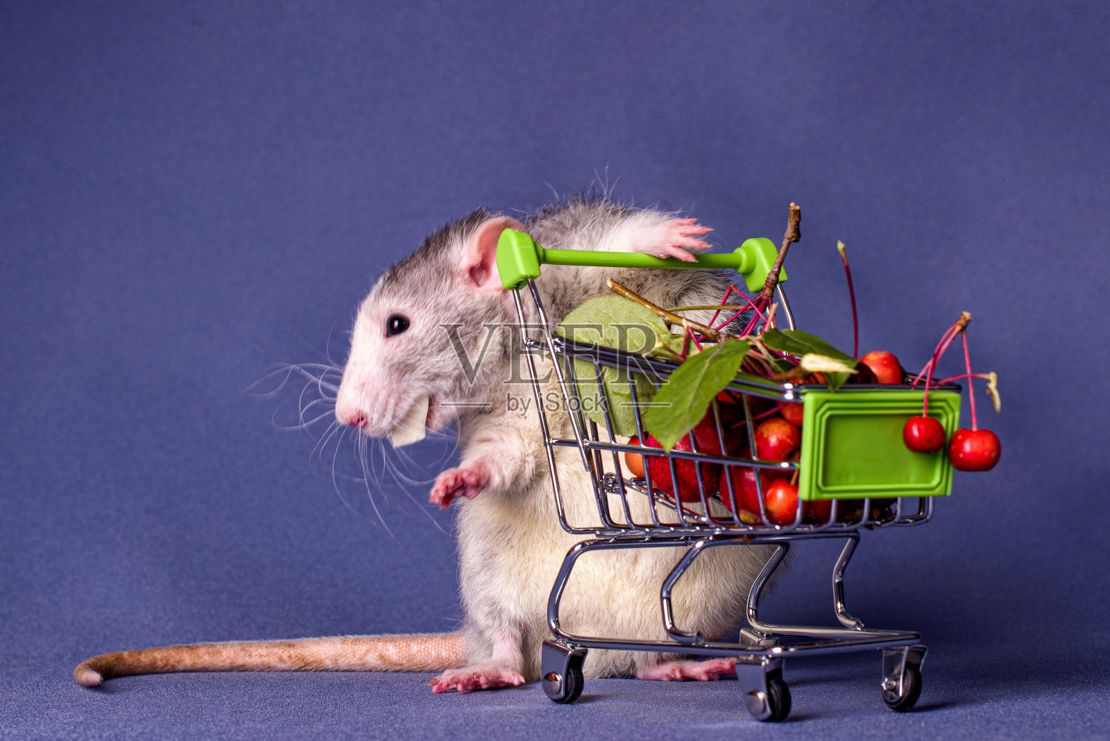 一个可爱的小老鼠，推着装满浆果的购物车。照片摄影图片