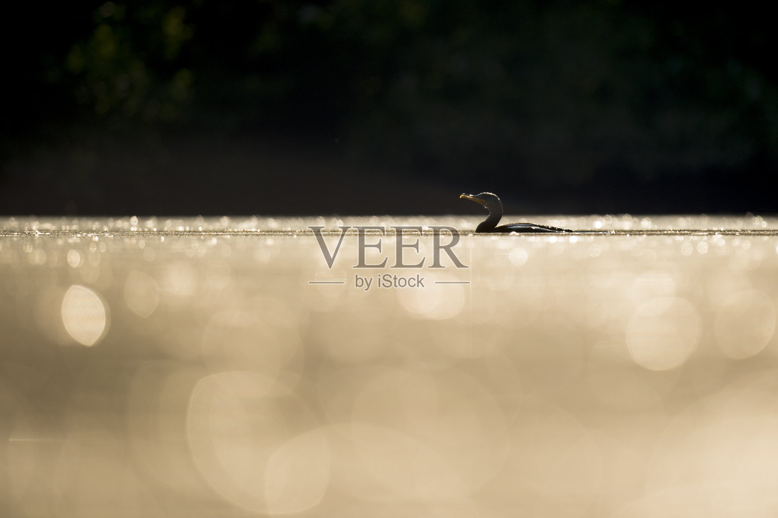 一只双冠鸬鹚在水中游泳，它在阳光下发光，背景是黑色的。照片摄影图片