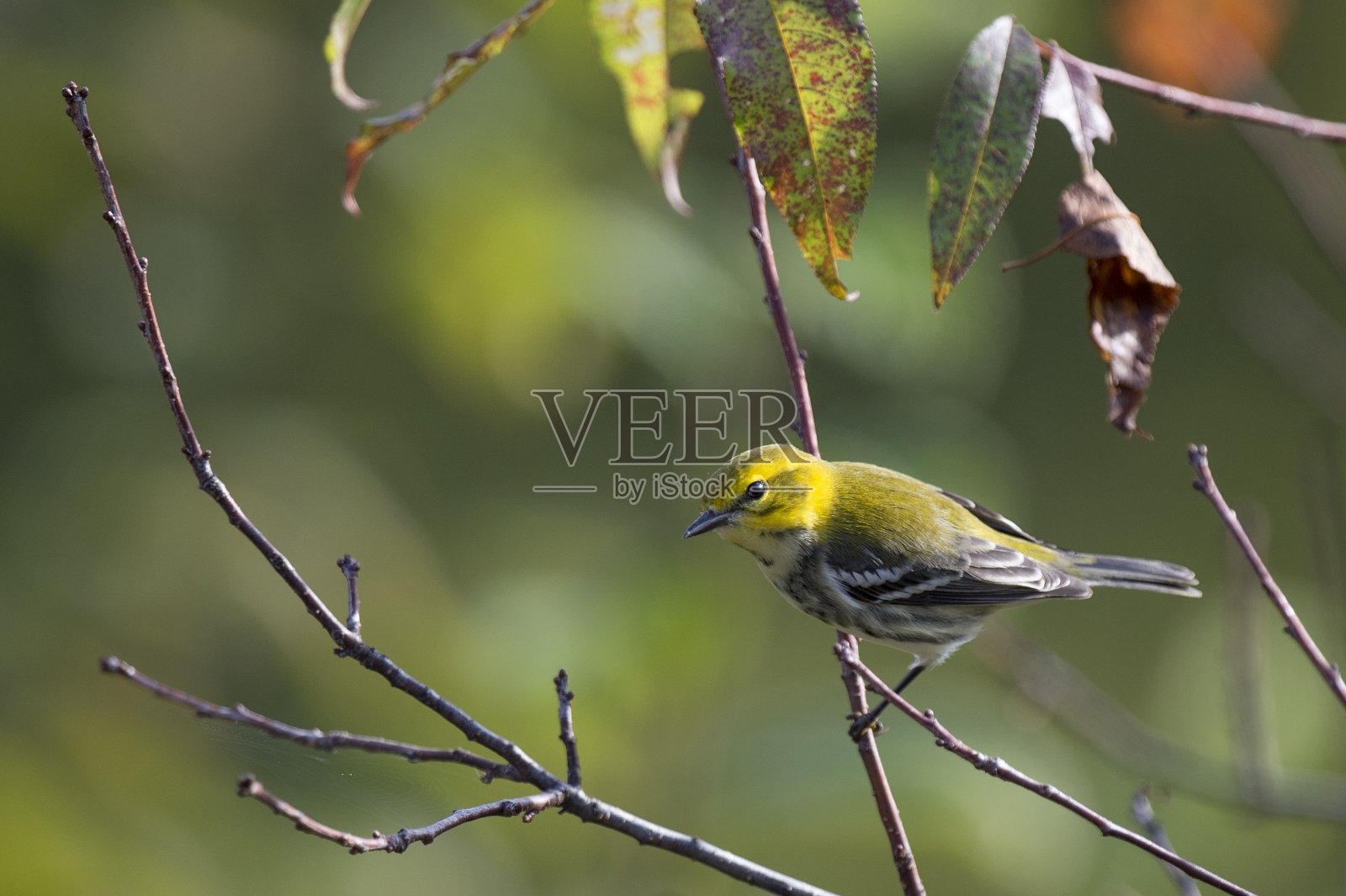 清晨的阳光下，一只黑喉绿莺栖息在树枝上。照片摄影图片