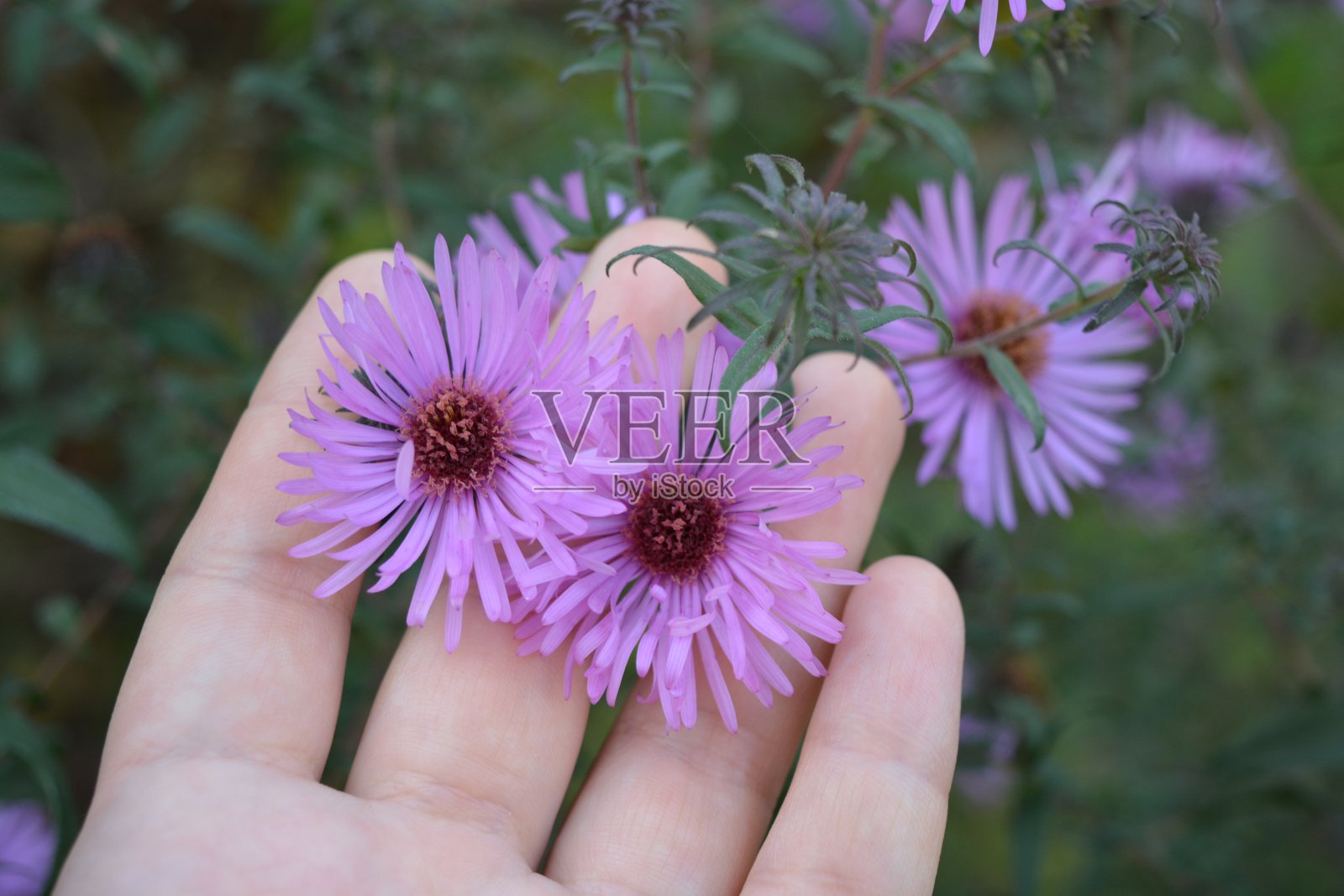 鲜艳多彩的灌木，大的紫色花，Symphyotrichum novii -比利时，纽约紫菀在一个女性的手。照片摄影图片