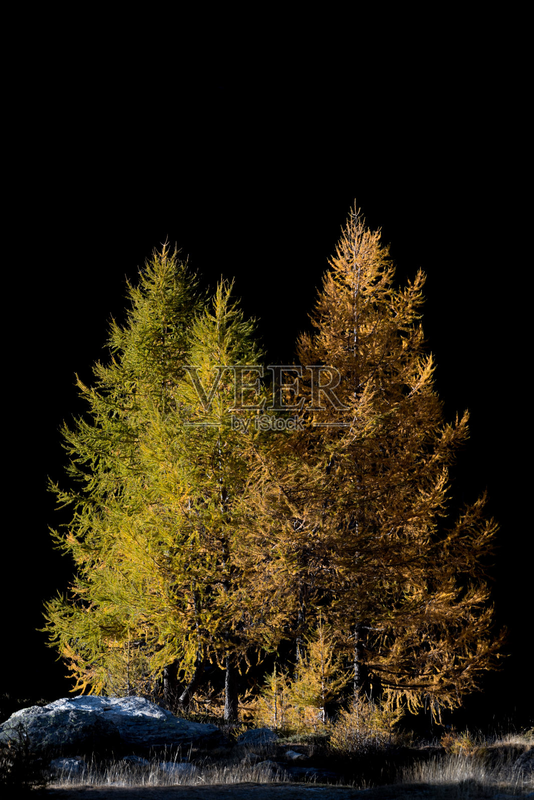 秋色化成落叶松林、阿尔卑斯山脉照片摄影图片