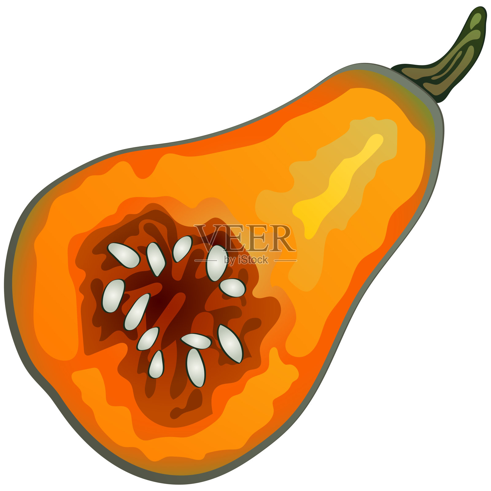 秋天的收获。南瓜。白色背景上的矢量插图以现实主义风格执行。插画图片素材