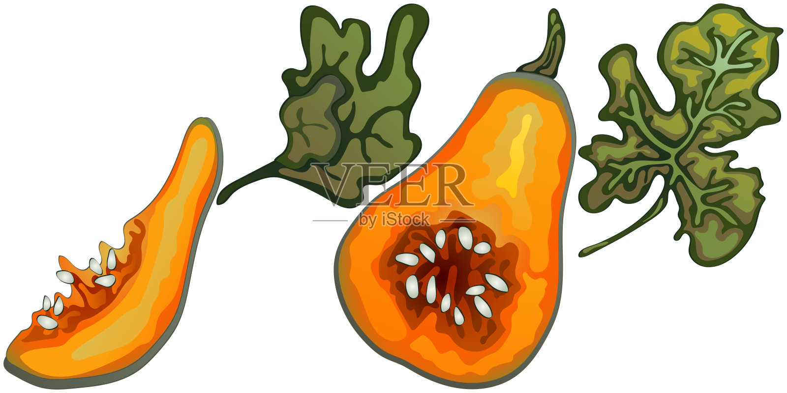 秋天的收获。南瓜。白色背景上的矢量插图以现实主义风格执行。插画图片素材