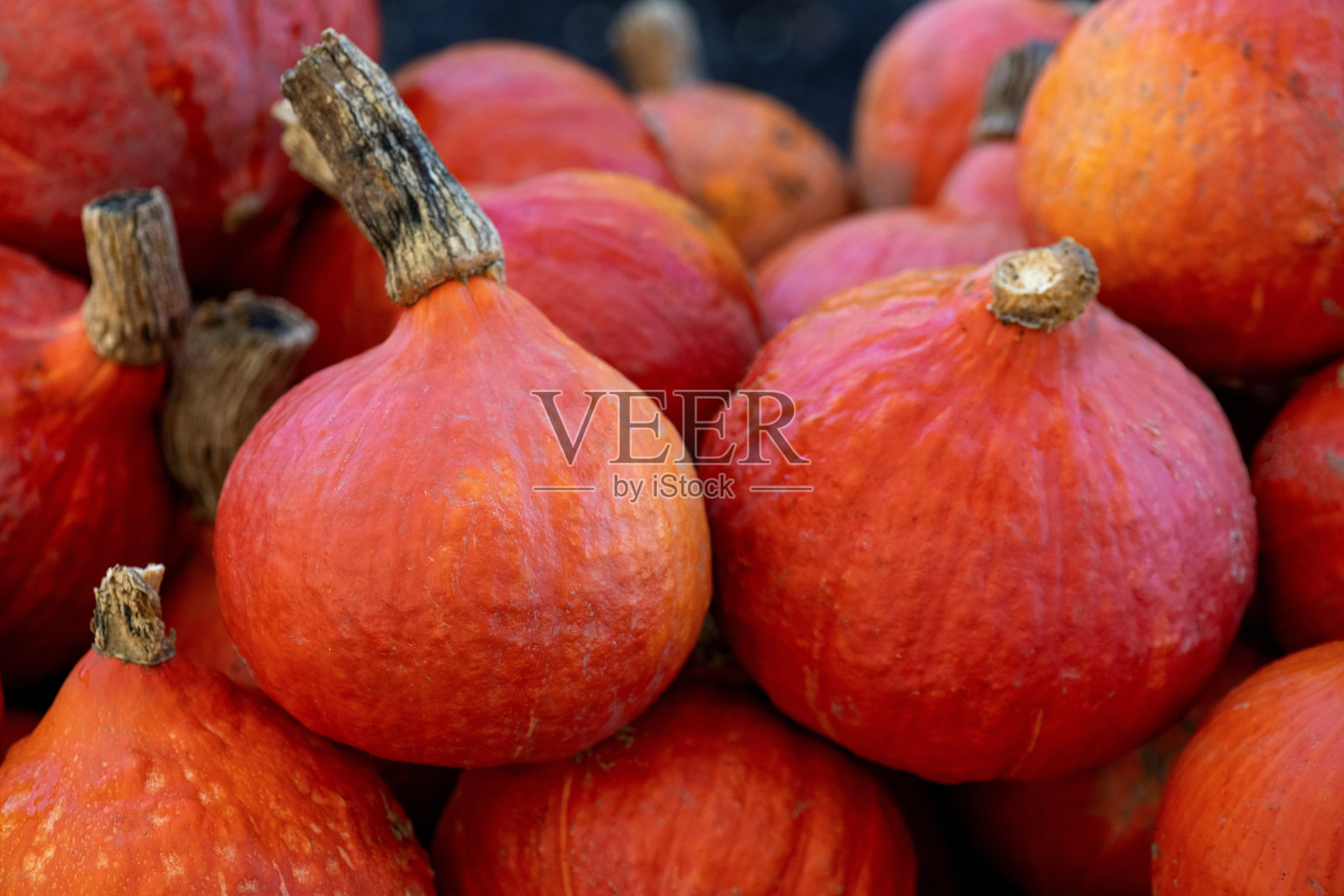 红色kuri南瓜照片摄影图片