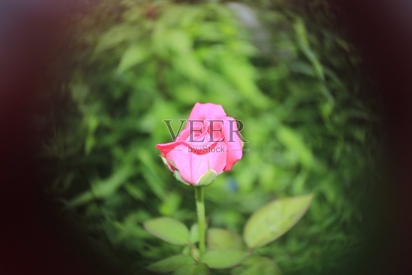 自然美。粉红色的玫瑰花在花园里。照片摄影图片