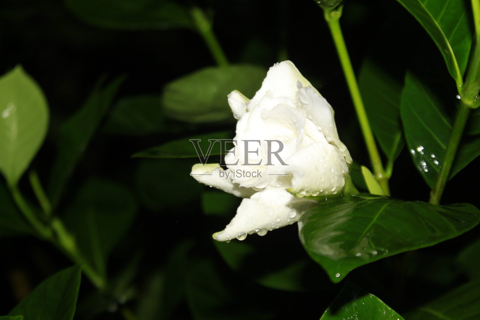 白色栀子花。照片摄影图片