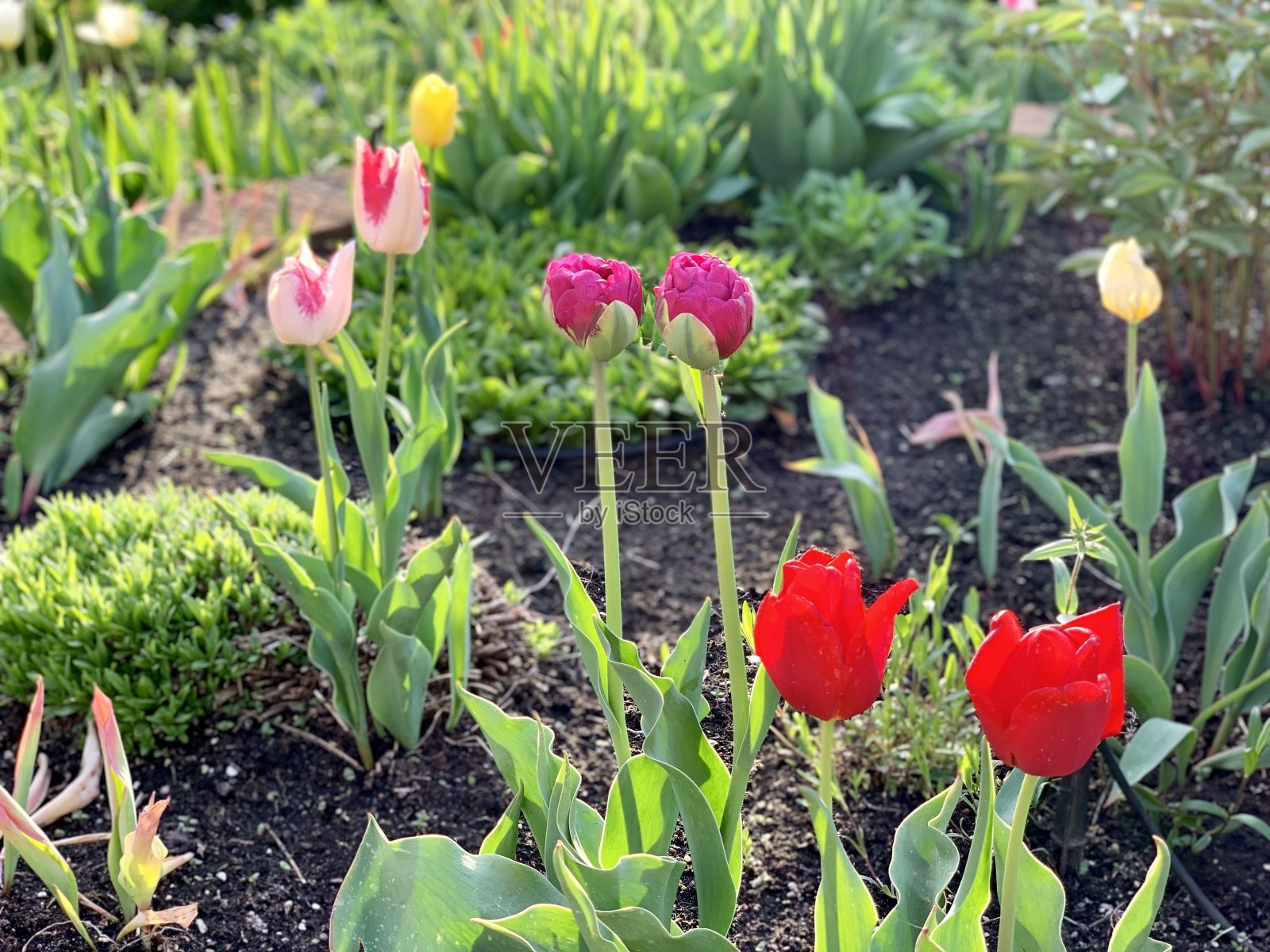 院子里五颜六色的郁金香照片摄影图片