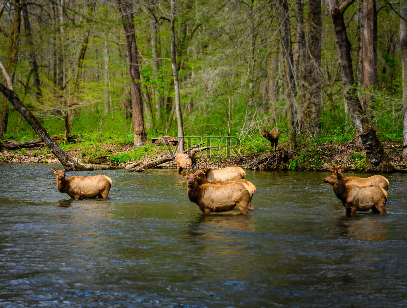 雌麋鹿盯着河边的摄像机照片摄影图片
