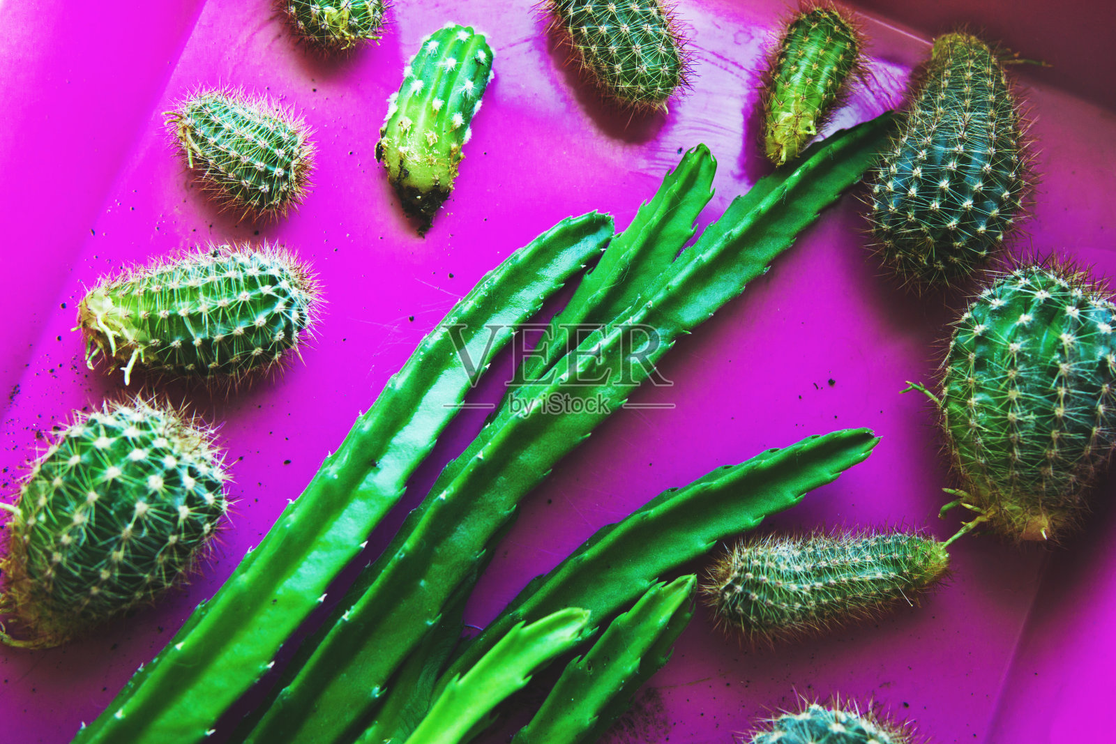 粉色托盘里的仙人掌小孩。照片摄影图片