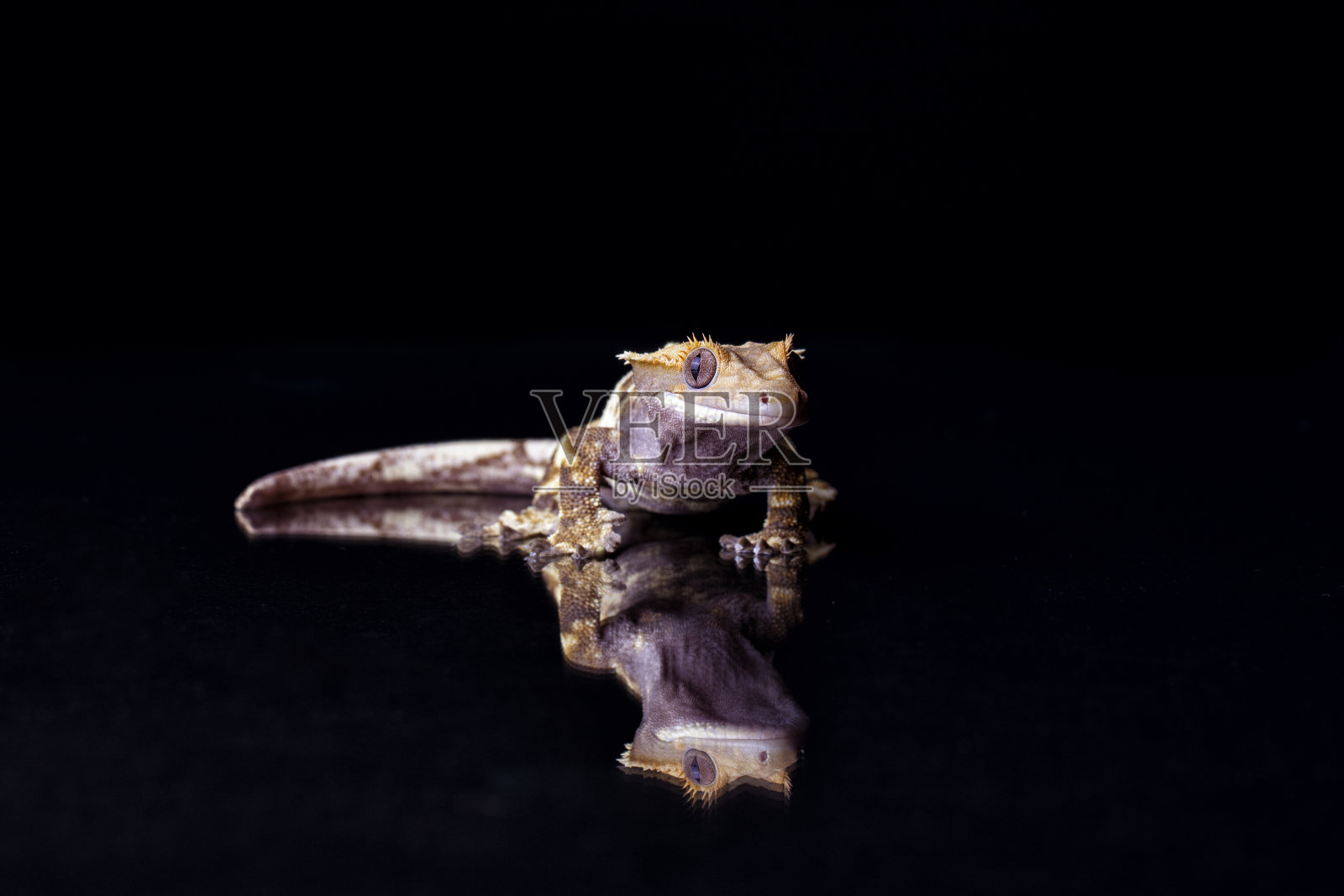 工作室拍摄的壁虎和它的反射在黑色照片摄影图片