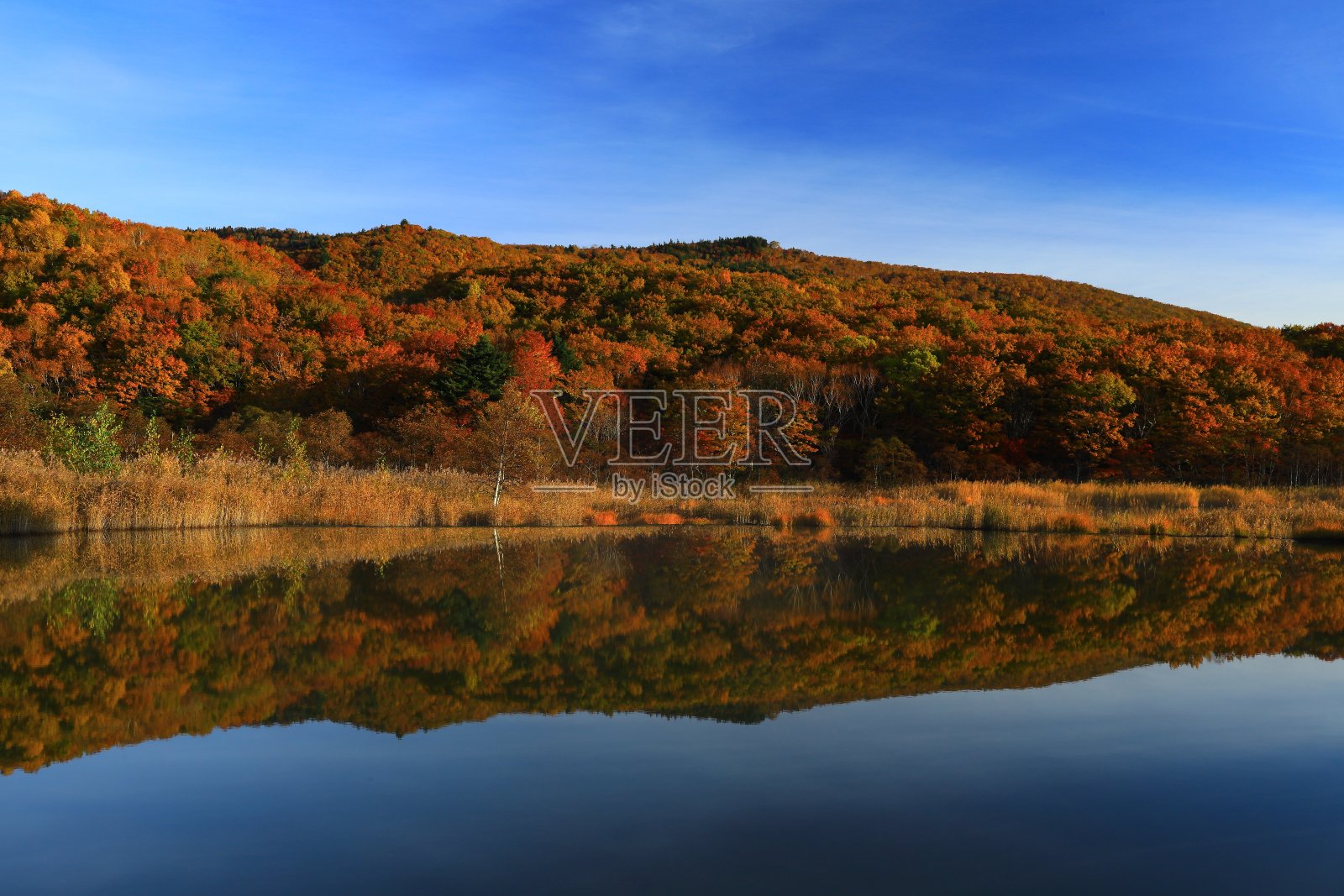八毛满泰的彩色叶子照片摄影图片