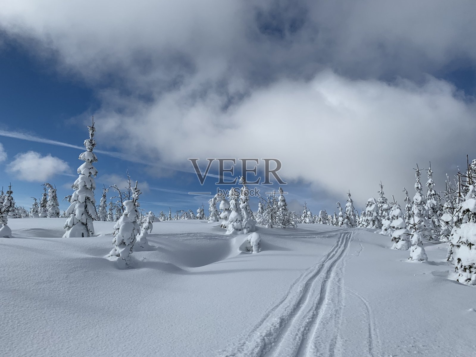 在克科诺斯，有霜冻的美丽的一天，白雪覆盖的树木映衬着冬天的风景。照片摄影图片