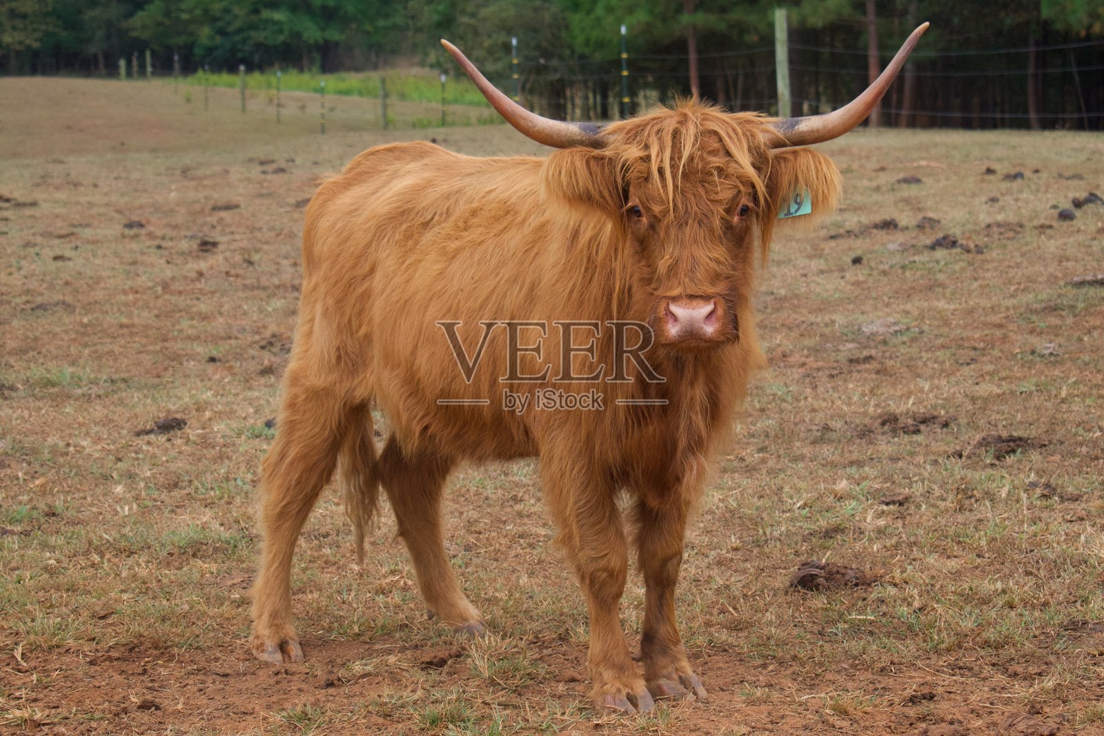 苏格兰高地牛照片摄影图片