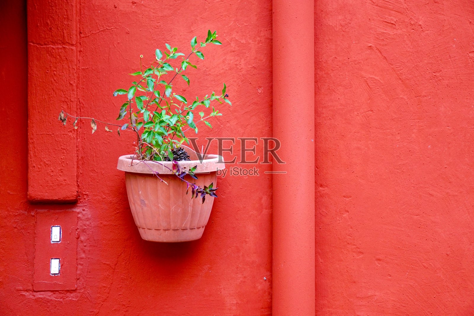 街边房子墙上的盆栽照片摄影图片