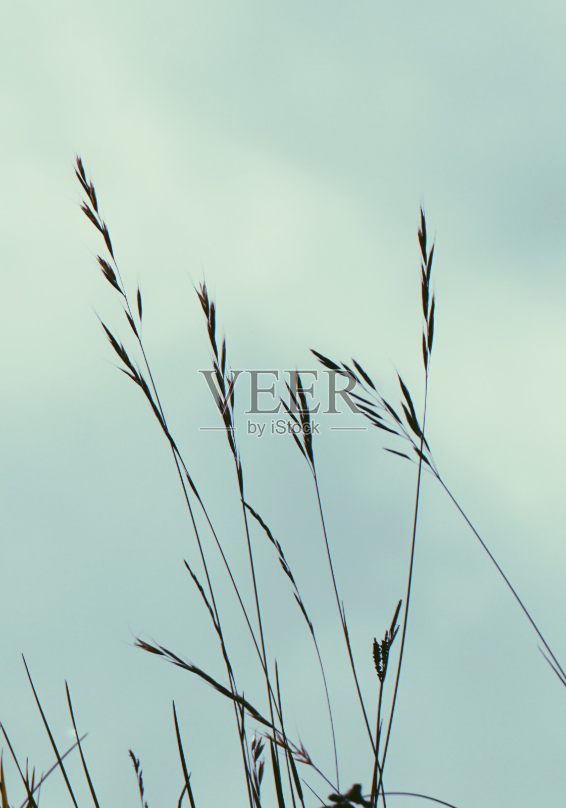 在大自然的秋天鲜花植物和蓝天照片摄影图片