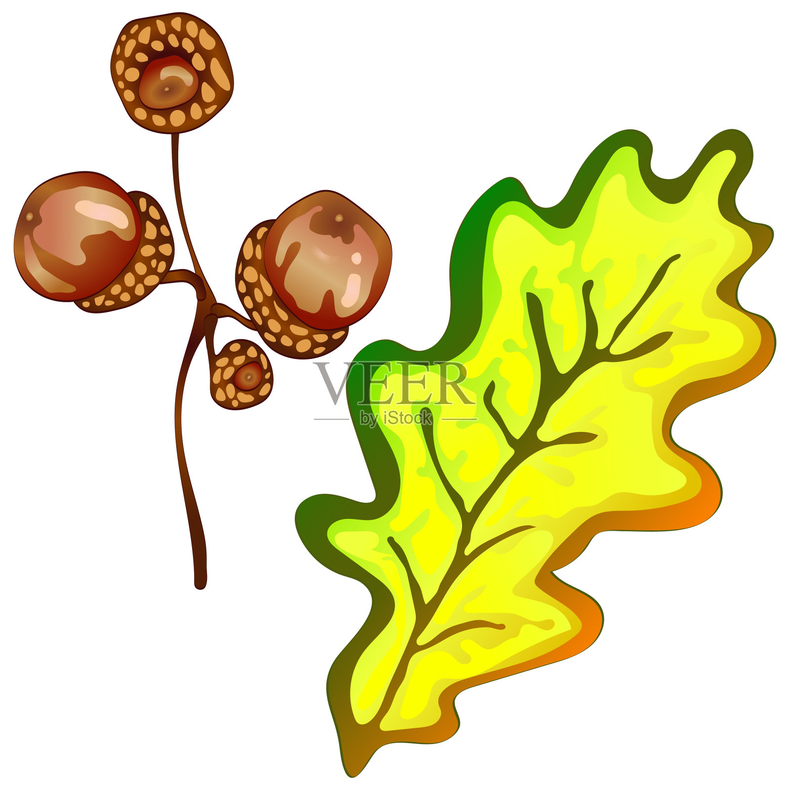 向量秋天黄橡子叶和橡子植物。叶植物植物的花的叶子。孤立的插画元素。插画图片素材