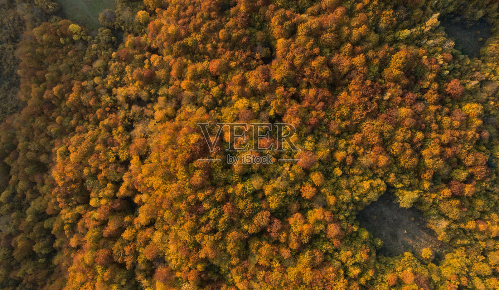 秋天森林顶视图。照片摄影图片