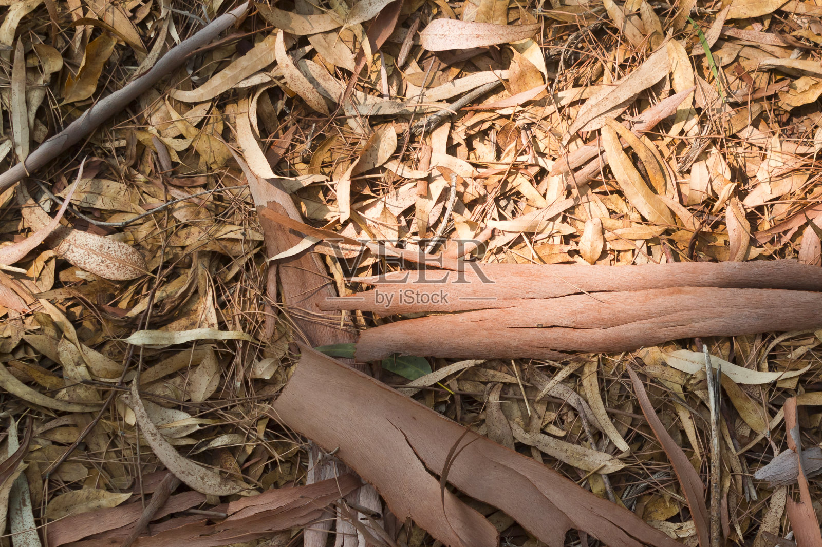 桉树森林地面自然格局照片摄影图片