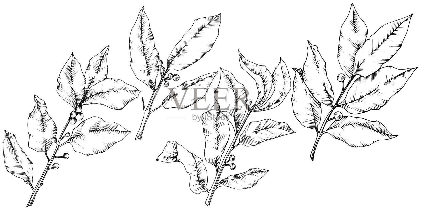 向量月桂叶。叶植物植物园花的叶子。孤立的插画元素。插画图片素材