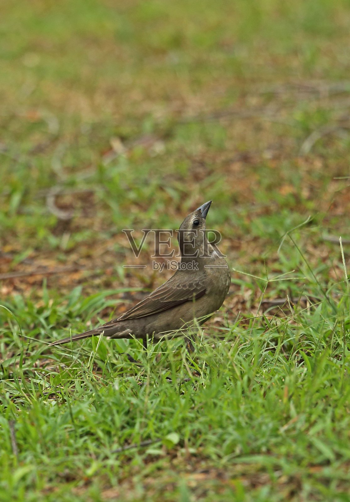 闪亮的燕八哥照片摄影图片