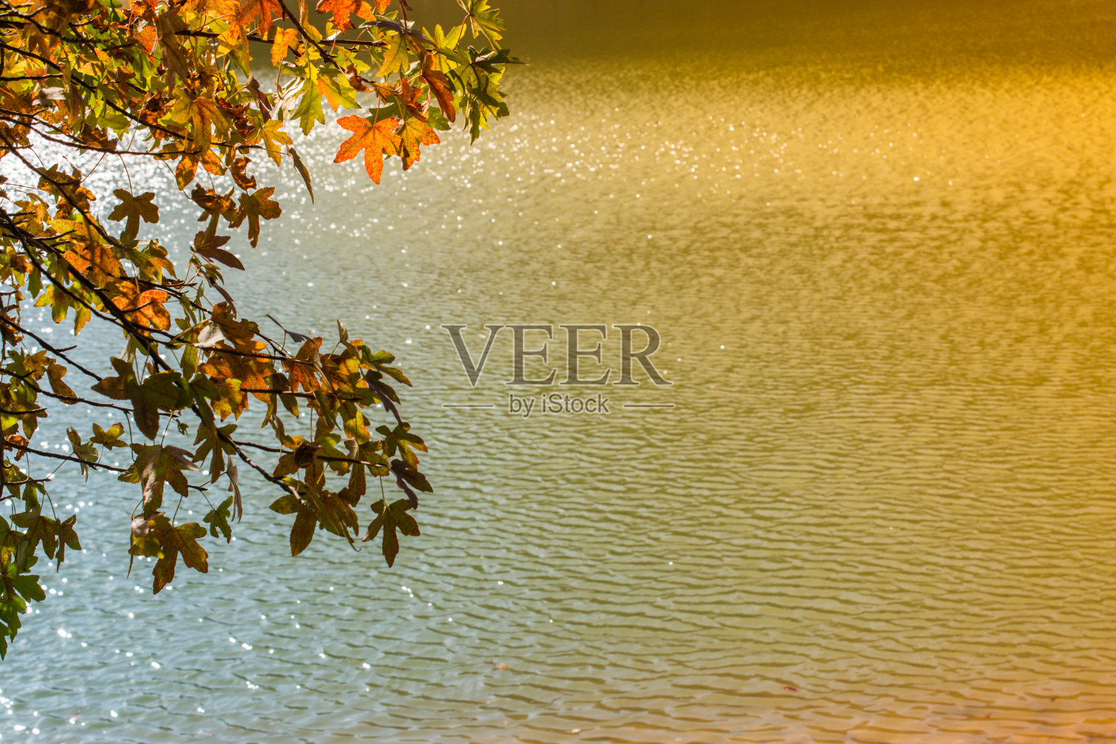 枯叶在树枝上作为秋天的花背景照片摄影图片