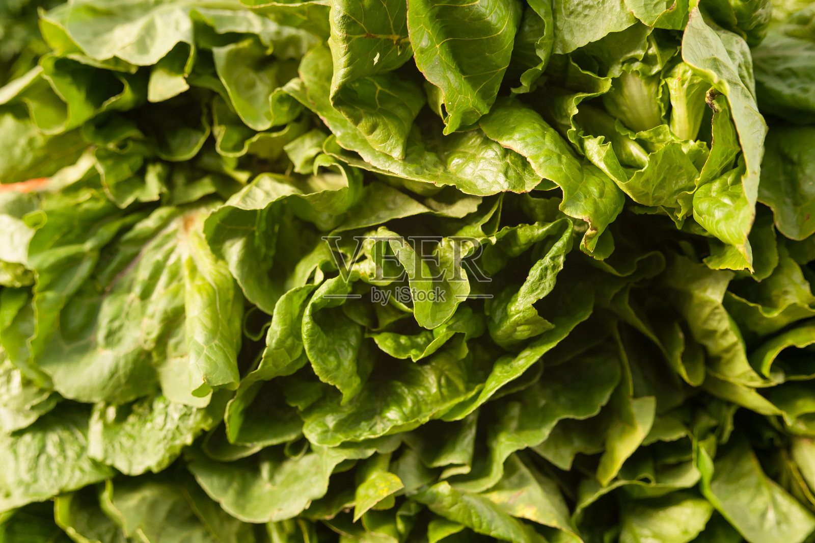 蔬菜沙拉照片摄影图片